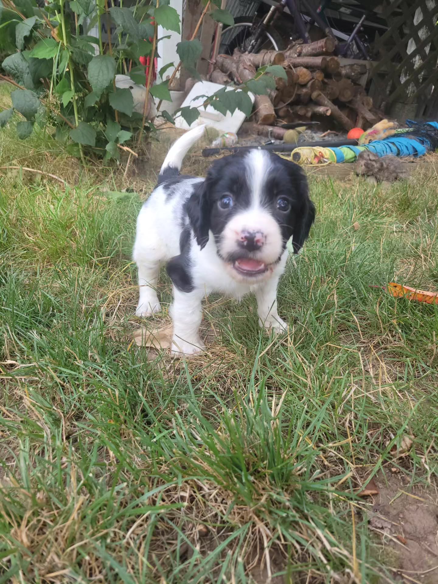 Big Adventure: first time in the yard!
#dog #puppy #adventure