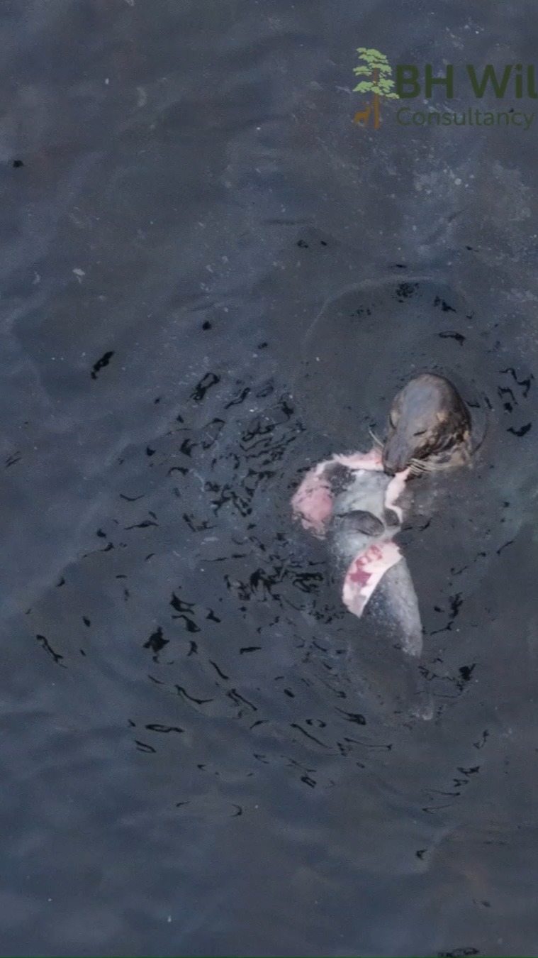 Content warning: this footage shows natural predatory behaviour that some viewers may find distressing.
While doing a bird survey off the west coast of Scotland, we documented something rarely caught on camera: an adult grey seal (Halichoerus grypus) preying on a young common seal (Phoca vitulina). After hearing commotion in the water the following video was recorded.
Grey seal predation on other marine mammals has been known to science for some years, largely from carcass evidence and a small number of direct observations but footage of the behaviour itself remains scarce. They help build our understanding of grey seal foraging ecology and may be relevant to ongoing questions around common seal population trends in parts of Scotland.
The footage at the end shows a female common seal searching for the pup following the predation.
#marineecology #greyseals #commonseal #wildlifesurveys #marinemammals #bhwildlifeconsultancy See less
