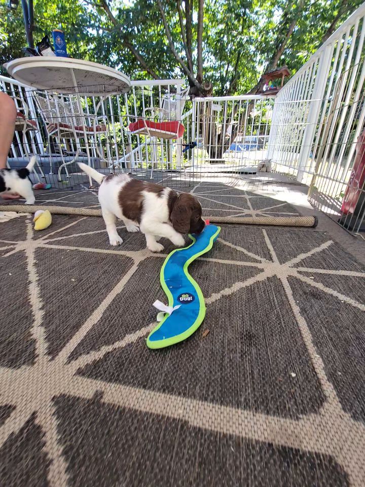 Play time on the dack today.
#dog #puppy #play