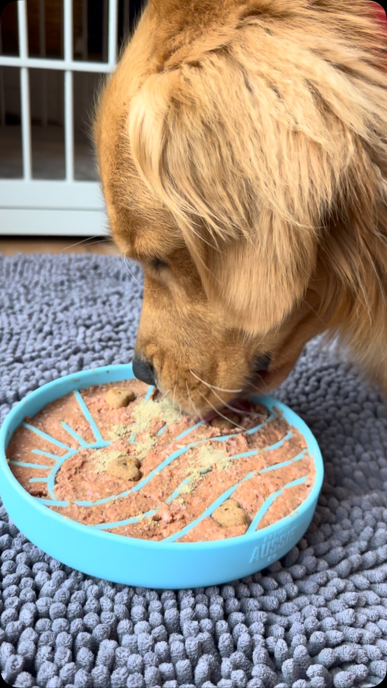 Today’s smash bowl 🥣🐾
🥩 K9 Kraving Chicken, Beef & Veg 1 lb chub — turns out, one full chub is the PERFECT amount for this bowl!
🦷 InClover Dental for daily dental support
🍪 A Pup Above NEW Skinny Cookies — Bacon & Egg — soft, chewy & just 10 calories each
All smashed into our Brewin Aussie Bowl. 🤌🐶
We’ve had this bowl waiting for a while and finally got a chance to put it to use! Thank you @brewinaussie.co for sending us some bowls to try. 🫶
#IBPet #BrewinAussie #K9Kraving #InClover #APupAbove