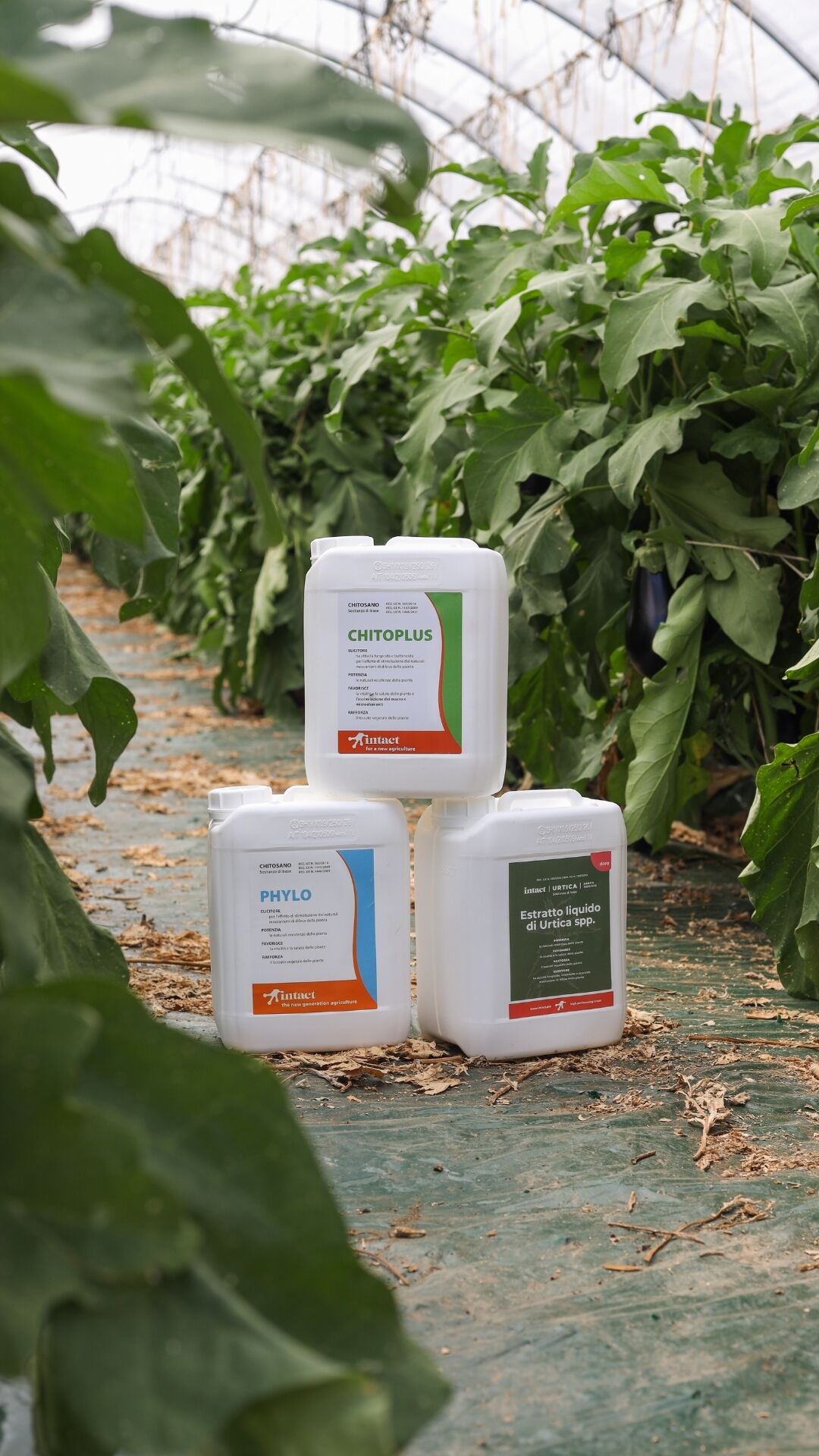 Chitoplus, Doro & Phylo una tripletta vincente in serra ✨
#intactsolutions #zeroresidueagriculture #highperformingcrops