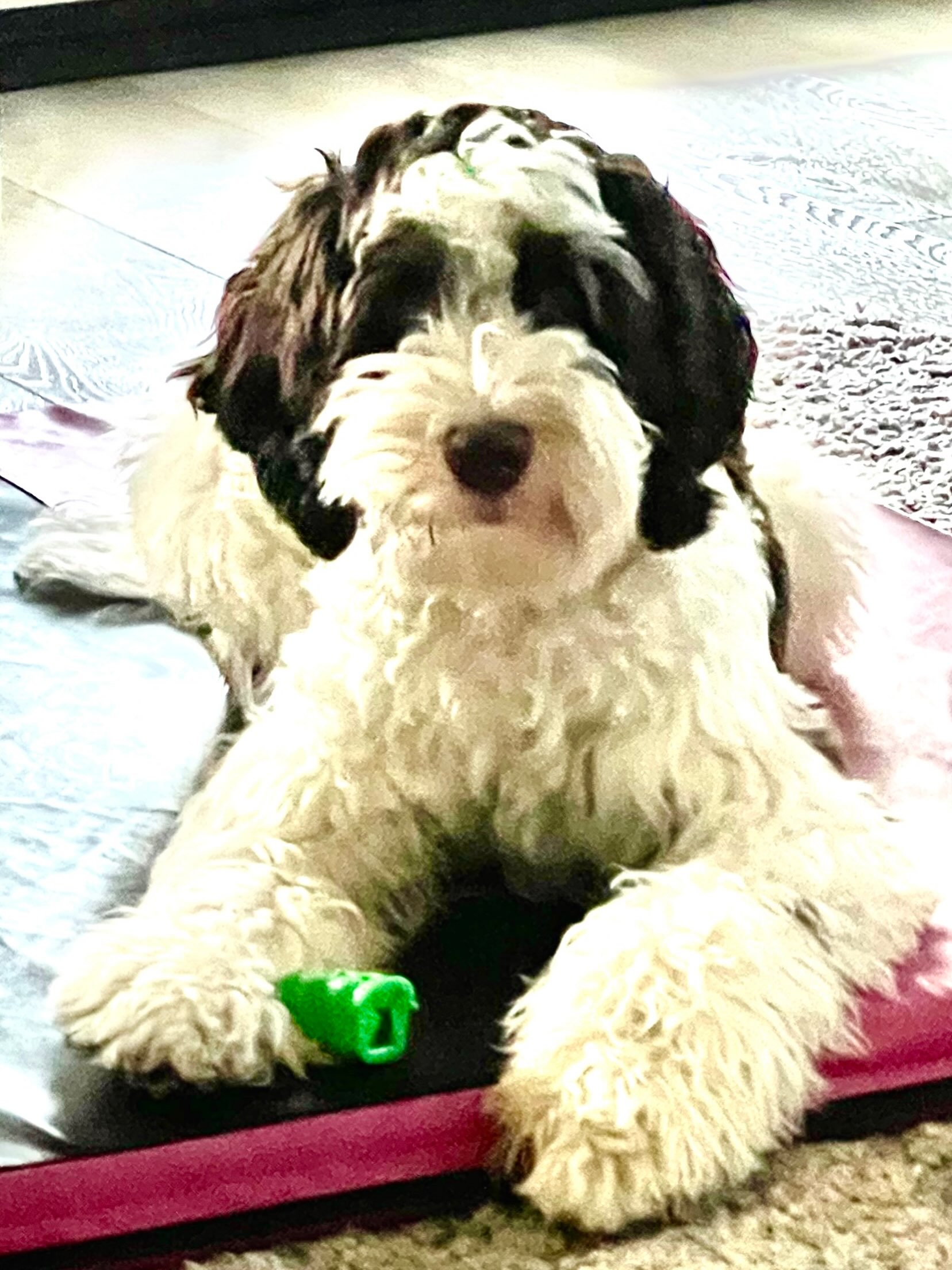 Paris is due at the end of this week. Paris always has litters of chocolates! This is her retirement litter! She is such a good girl.