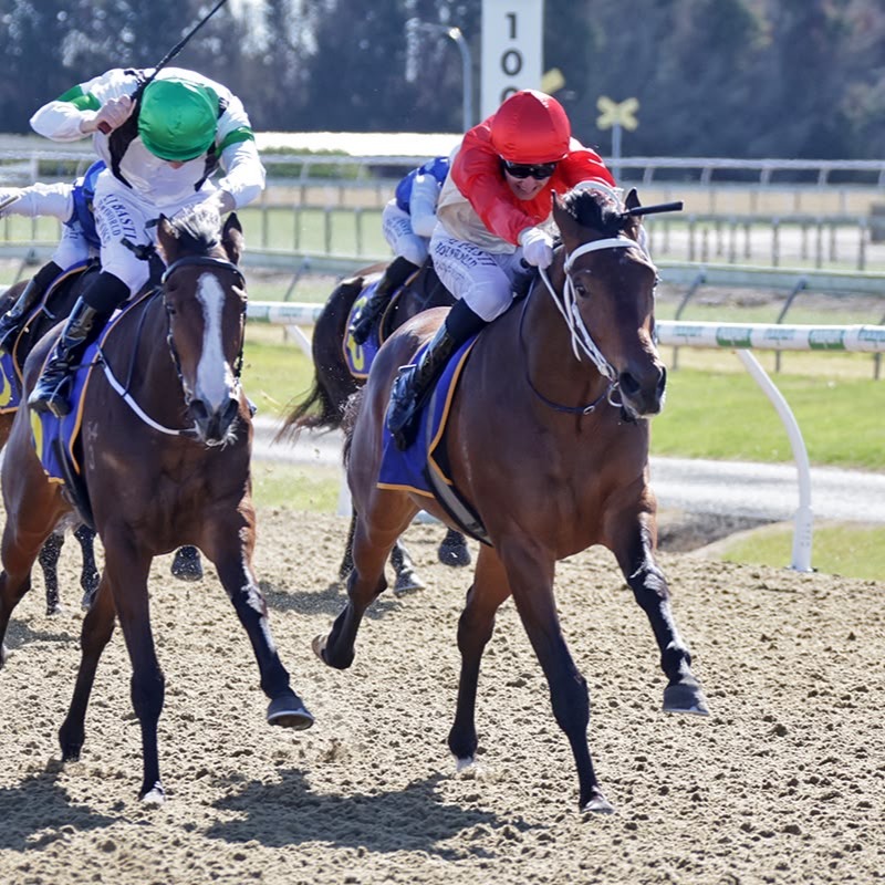 A win in New Zealand! 🏆 3 YO Perfect Pour (Dundeel) broke through for his first victory at Cambridge, getting the job done over 1300m for trainer Stephen Marsh.
Perfect Pour races for the 2025 Bourbon Lane Stables New Zealand LLC Partnership alongside Dennis E. Foster, W. Fairhurst, C. Grace, Hawridge Developments, Dr. P.H. Mitchell, G.R. Tomlinson, and P. & S. Cowley.
Congratulations to all of his connections! 🐎🥃