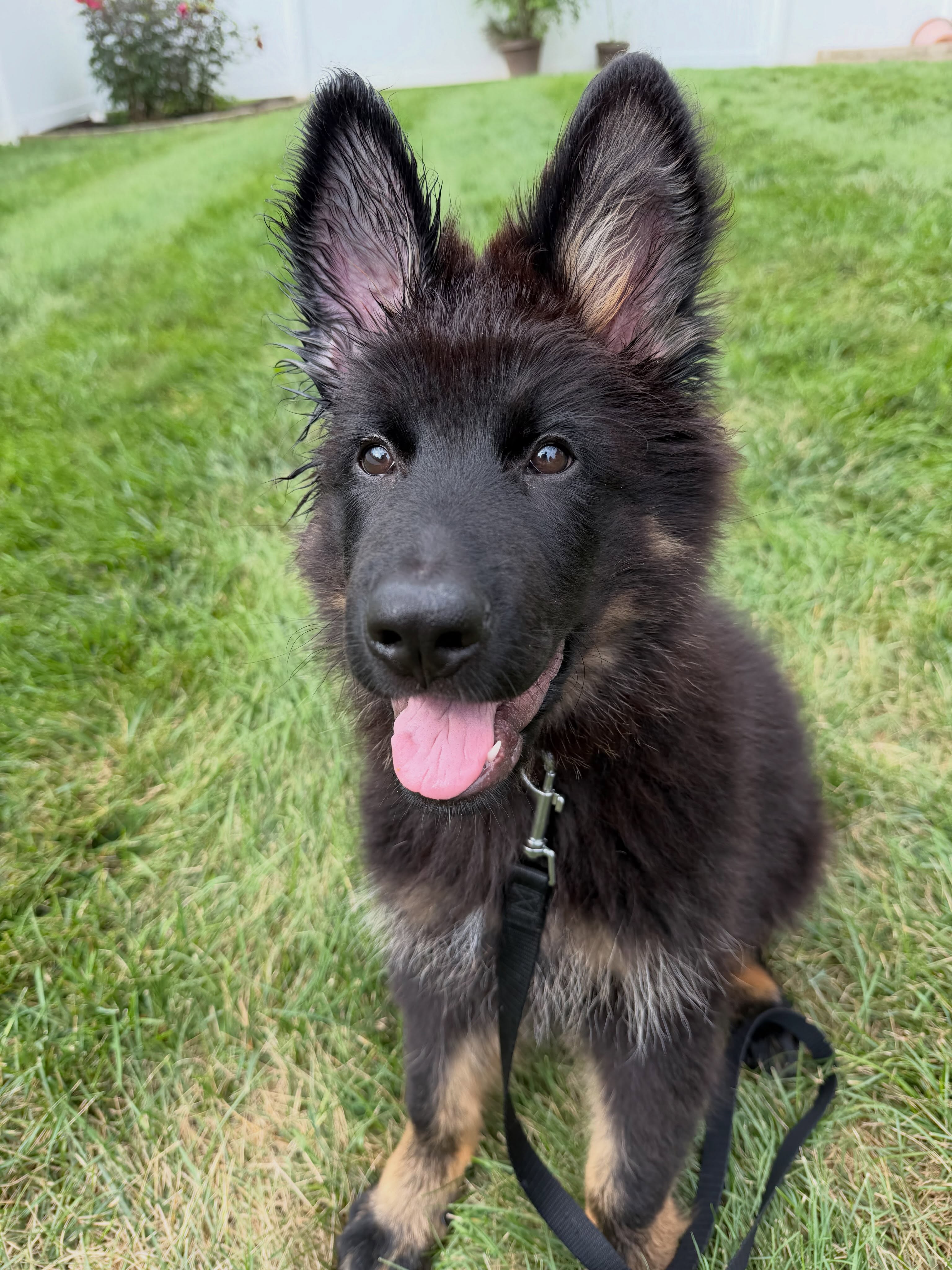 Riker = 🦖
He’s cute, don’t get me wrong.
And incredibly smart.
But holy puppy teeth! 😆
#puppyvisits #dogwalker #richmondindiana