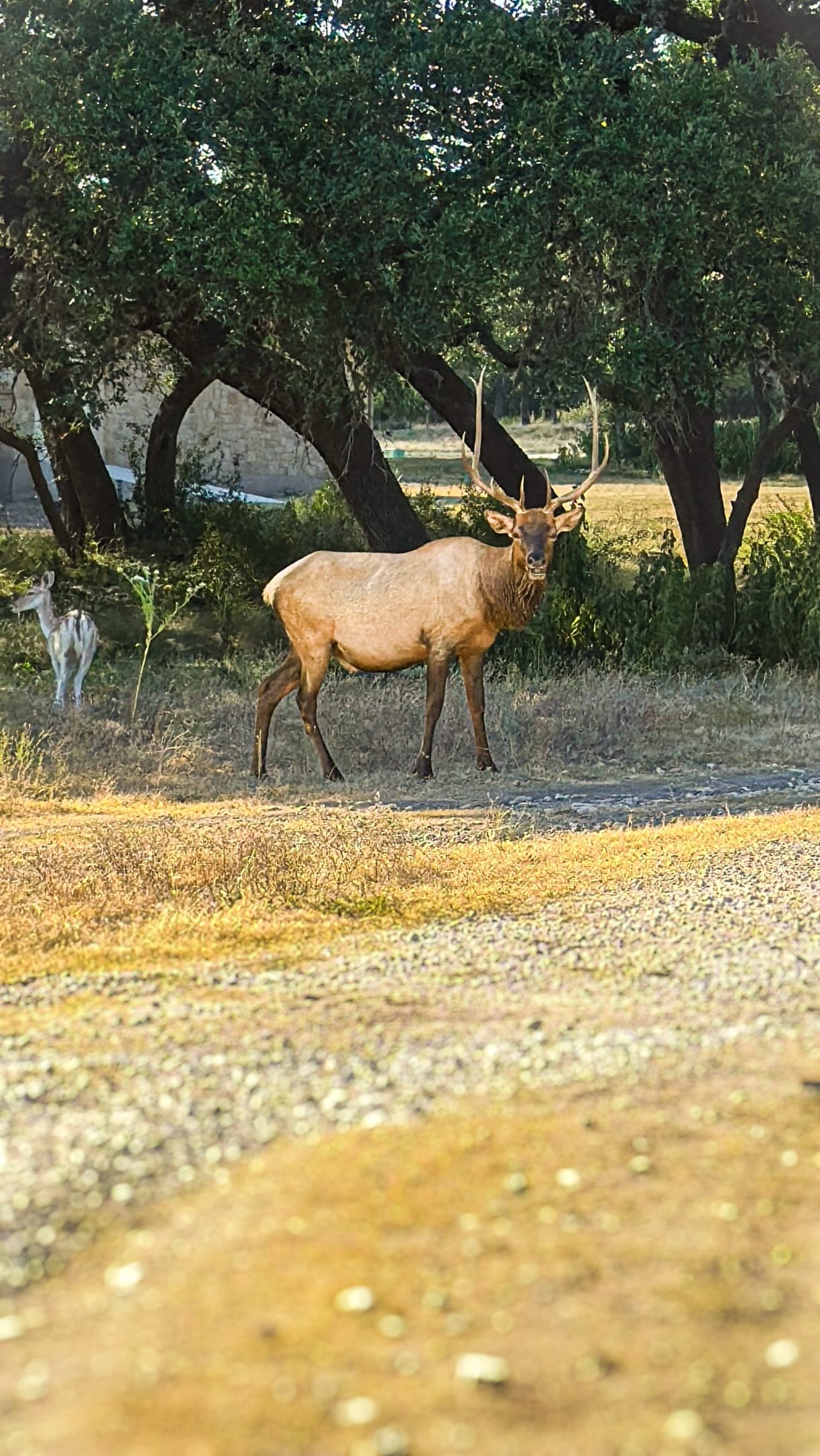 There is no better way to experience the Texas Hill Country than from a side-by-side.
Spent the afternoon touring an exclusive acreage community, home to free-roaming native and exotic wildlife, including elk, blackbuck, sika, and oryx.
Days like this are a reminder of how rewarding this work truly is.
A long day in the field, but one that reflects exactly why the Hill Country lifestyle is so special.
#TexasHillCountry #HillCountryLiving #BlancoRealEstate #LandAndRanch #AustinRealEstate
