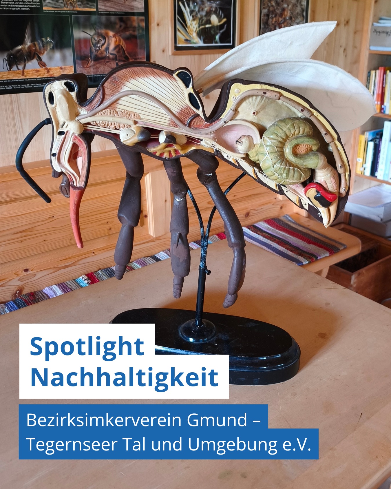 Der Bezirksimkerverein Gmund – Tegernseer Tal und Umgebung e. V. bringt Imkerinnen und Imker aus der Region zusammen. Er vermittelt Wissen rund um die Bienenhaltung, bildet mit Jungimkerkursen den Nachwuchs aus und lädt am Lehrbienenstand zu Führungen ein.
Der Verein ist dabei mehr als eine Interessengemeinschaft: Er ist Wissensvermittler, Ausbildungsstätte und Treffpunkt zugleich.
Dieser Beitrag ist Teil der Reihe Spotlight Nachhaltigkeit des Netzwerk Ehrenamt im Landkreis Miesbach. Dort werden regelmäßig Vereine und Initiativen aus dem Landkreis vorgestellt, die sich für Nachhaltigkeit einsetzen. Das vollständige Interview findet ihr auf unserer Webseite www.nea-mb.de unter Spotlight.
Wer mehr vom Bezirksimkerverein Gmund – Tegernseer Tal und Umgebung erfahren möchte, findet weitere Informationen auf der Vereinswebsite: www.imkerverein-gmund.de
Ihr setzt euch mit eurem Verein für Nachhaltigkeit ein und möchtet euer Engagement sichtbar machen und euch vernetzen? Dann meldet euch gerne unter info@nea-mb.de.
Das Netzwerk Ehrenamt wird gefördert durch das Bayerische Staatsministerium für Familie, Arbeit und Soziales, in Kooperation mit der lagfa Bayern und unterstützt durch den Landkreis Miesbach. Wir sind Standort des Projekts „Zentrum für lokales Freiwilligenmanagement".
@lagfabayern
@bayerisches_sozialministerium
@landkreis_miesbach
#Ehrenamt #Nachhaltigkeit #NEAvernetzt #Imkerei