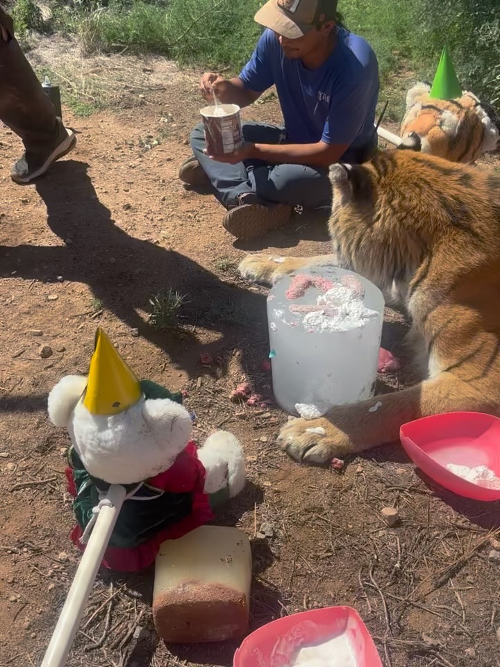 🎉HAPPY BIRTHDAY HARMONY!!🎉
Harmony turned 21 years old today. Join us in wishing her the happiest of birthdays.
#outofafricawildlifepark #outofafricawildlifeparkandsanctuary #tiger #harmonysbirthday