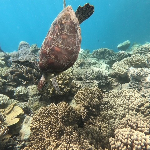 How lucky are we to have the Great Barrier Reef as our back garden? 🐢💙🌊
From curious turtles and colourful coral to our very own little Nemo popping by… every trip out there feels like a privilege. 🐠🪸
So grateful to live in a place where this incredible underwater world is right on our doorstep. 🌴✨
#GreatBarrierReef #ReefLife #TurtleLove #Nemo #CoralReef #BackGarden #Queensland