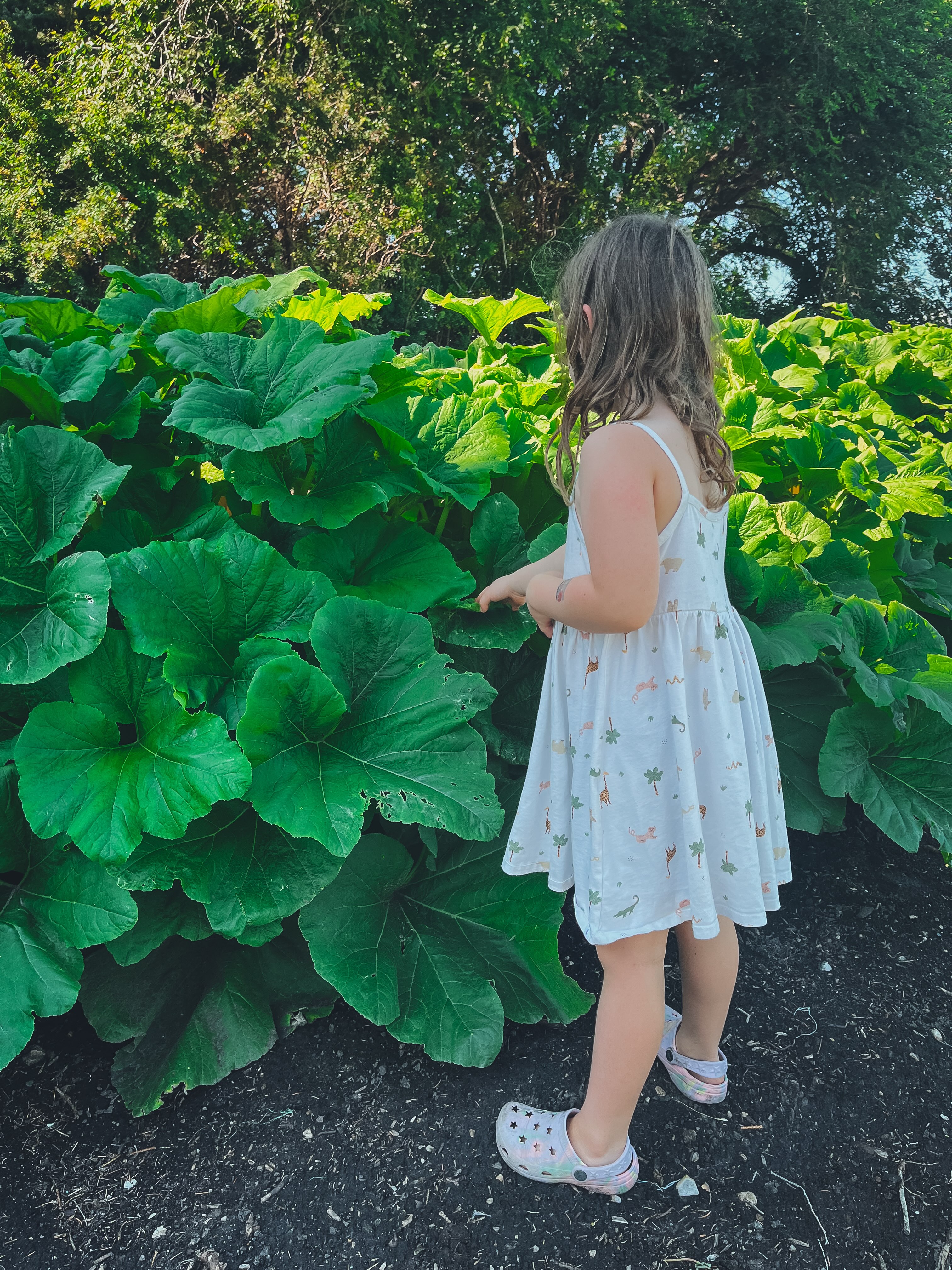 My little love picking and peeking through the Patty Pan’s! 💛