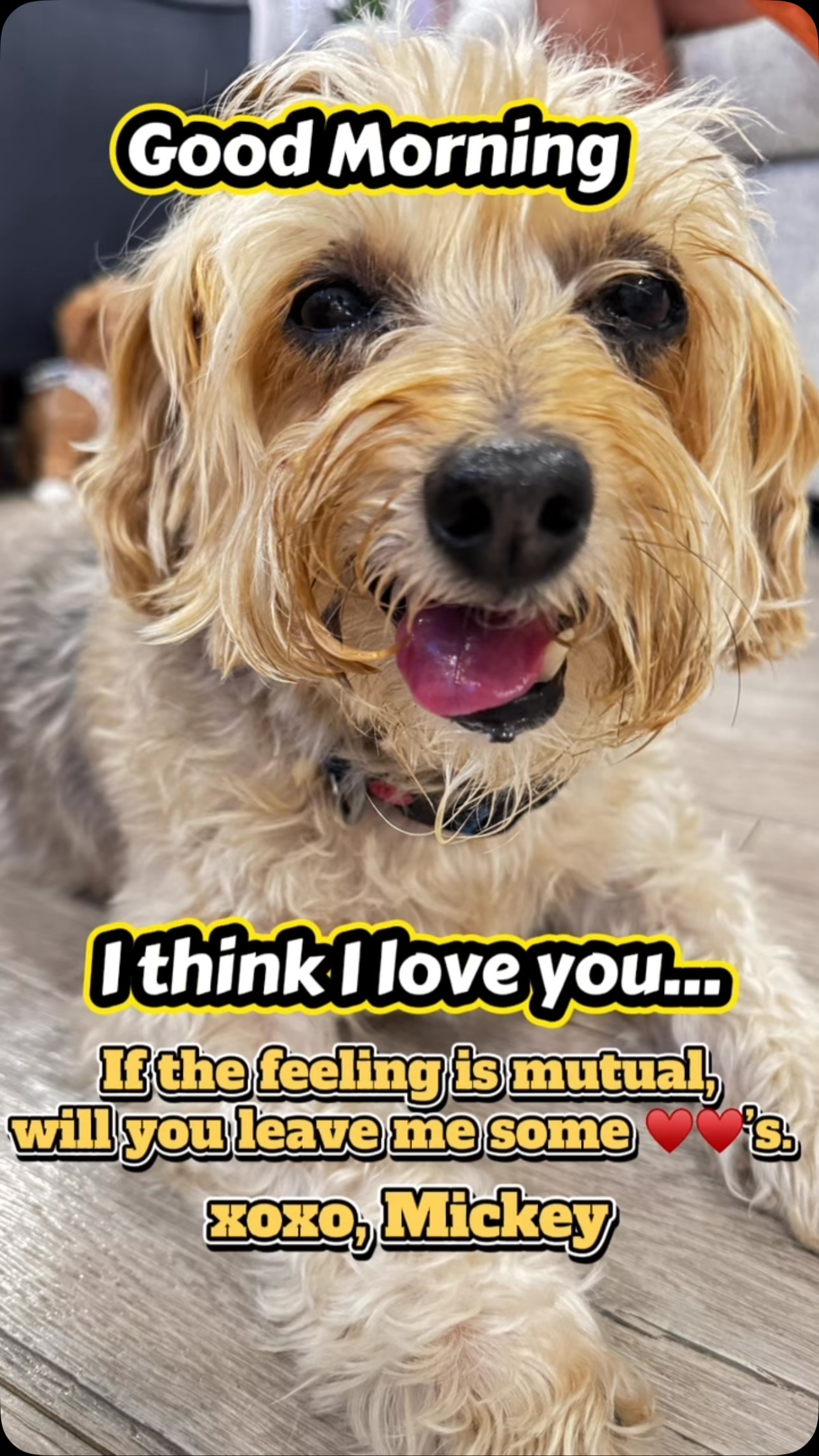 Good morning. Will you show me some love? Hope so, Mickey. #dogstagram #goodmorning #doglovers