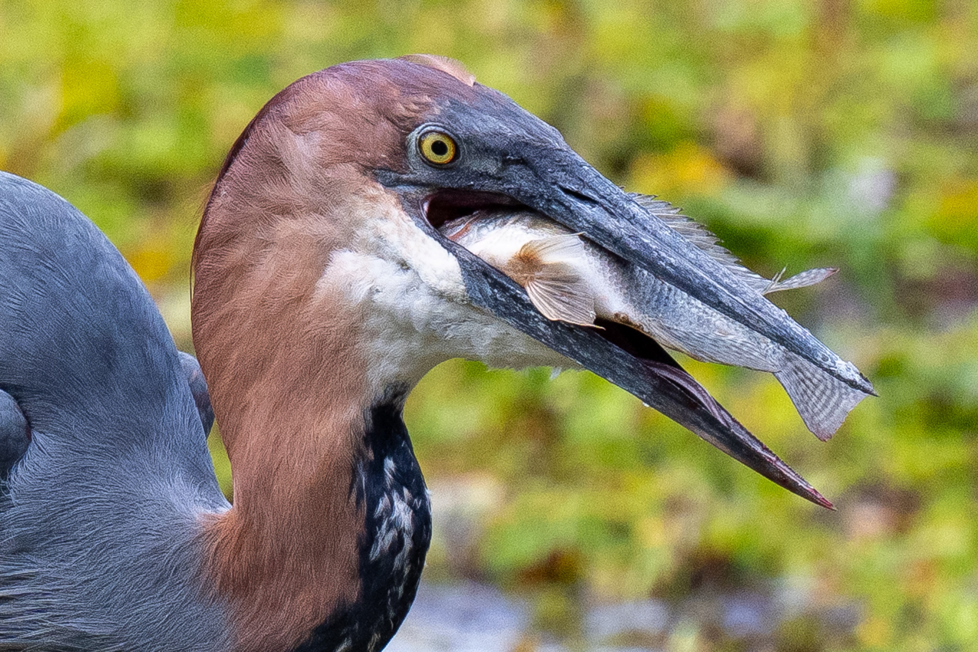 Heron Goliath https://www.contrees-sauvages.com/afrique/éléphantsetbaleinesdumozambique