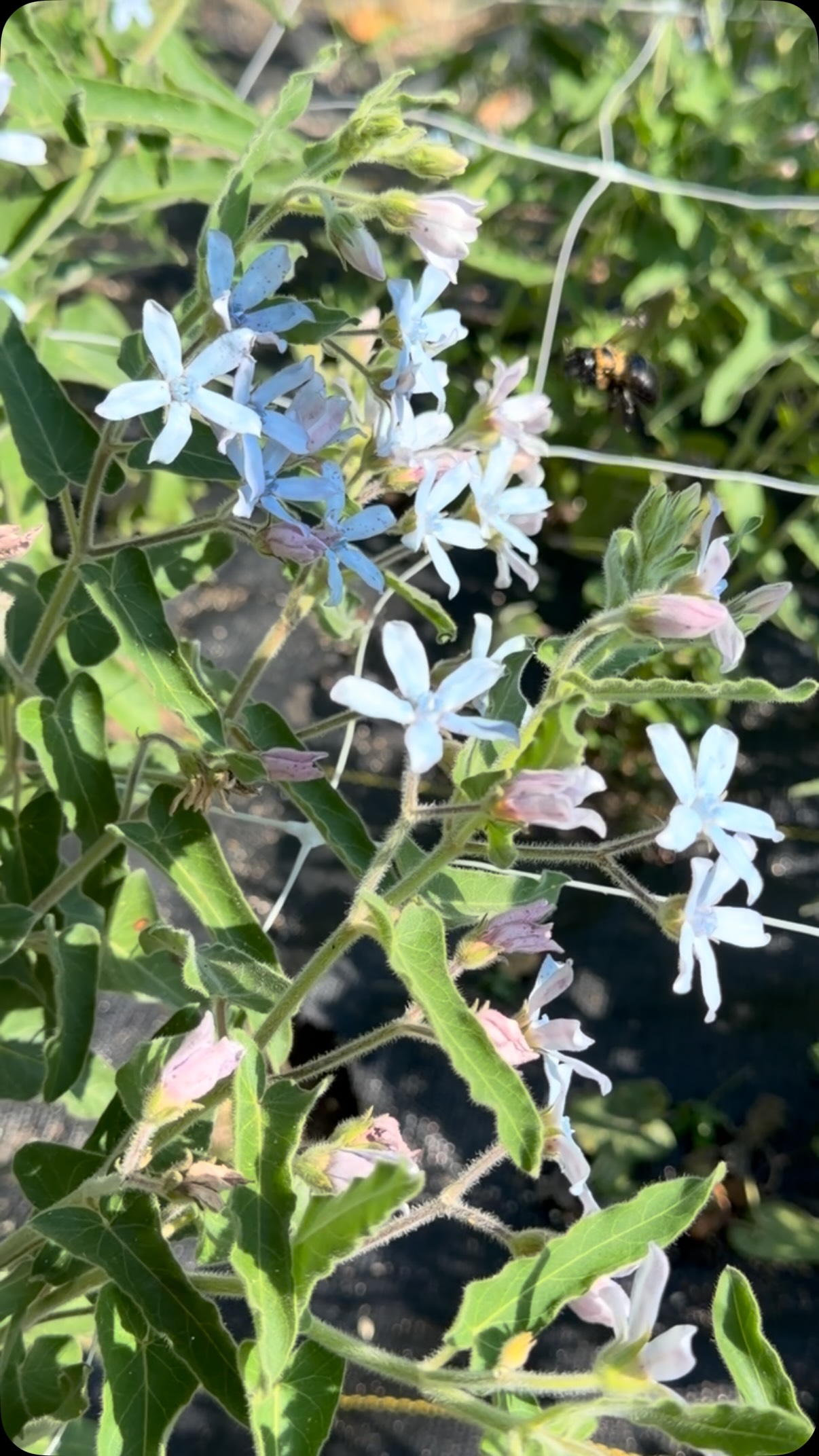 A little visitor enjoying the Tweedia today.
The field is buzzing!
#twobudsflowerfarm #tweedia #flowersforpollinators