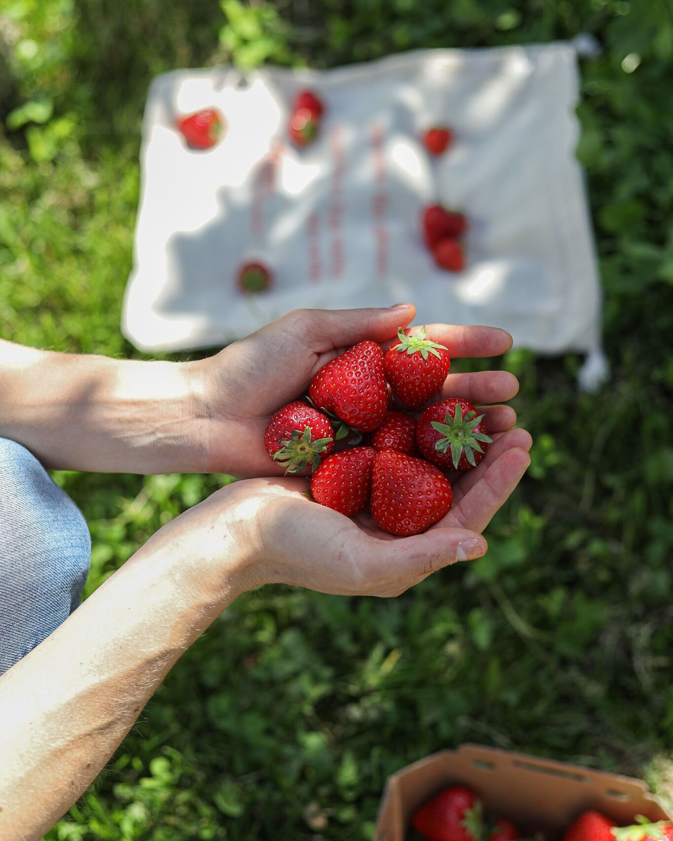 Beeren sind eines unsere Leidenschaften: gesund, süß & intact. 🫐🍓Wir begleiten den Anbau für höchste Qualität, Ertrag und natürlichen Genuss. 🌱☀️
#intactsolutions #zeroresidueagriculture #highperformingcrops #beeren