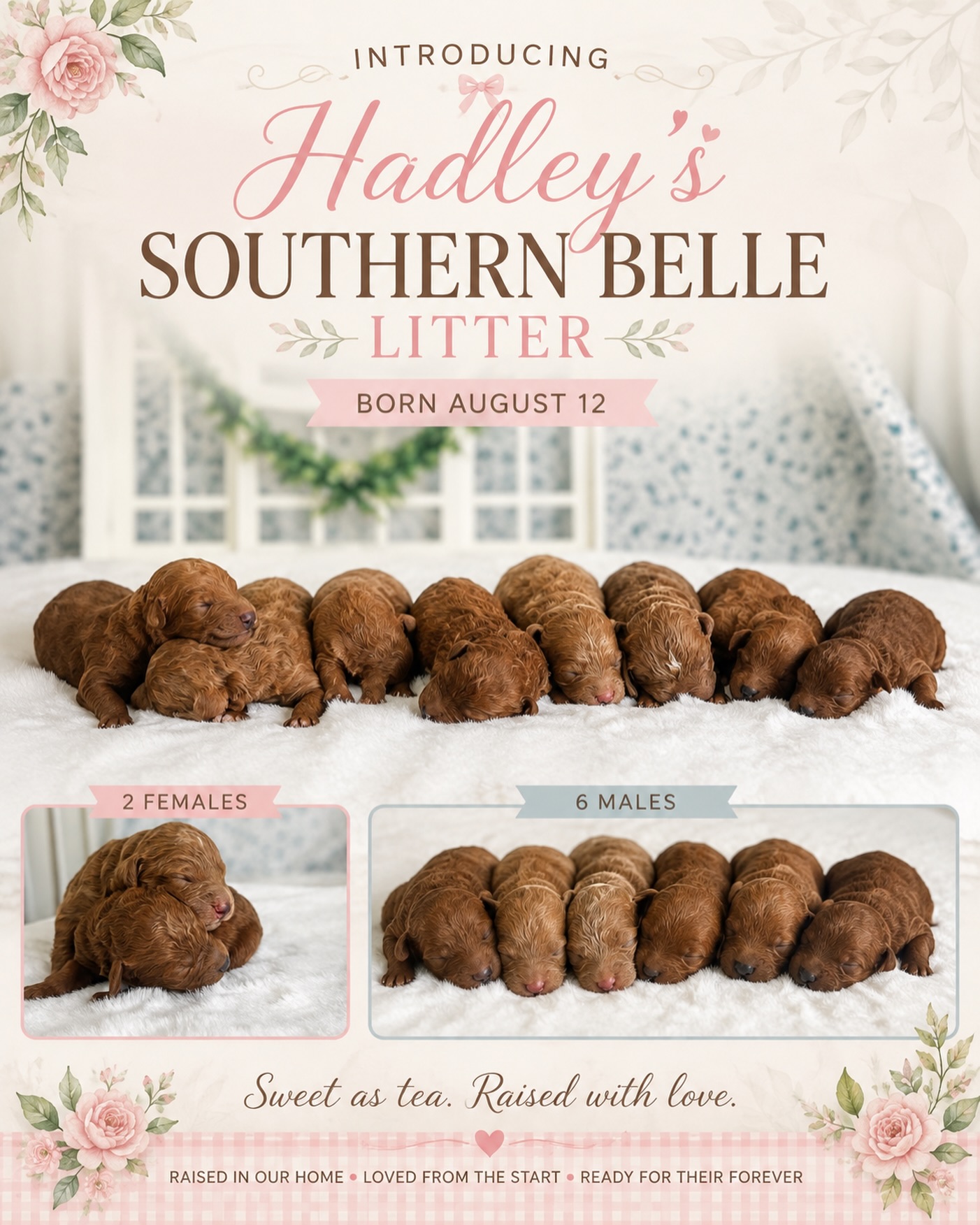 Hadley’s Southern Belle Litter has arrived! 🔔
Our sweet Hadley welcomed 8 beautiful babies — 2 girls and 6 boys — on August 12!
These little Southern belles and gentlemen are spending their first days doing exactly what newborn puppies should be doing: nursing, sleeping, growing, and staying close to mama. Hadley is doing a wonderful job caring for her babies, and we’re excited to watch their little personalities begin to emerge over the coming weeks.
Right now, their world is small and cozy, but soon we’ll begin introducing new sights, sounds, textures, handling exercises, and age-appropriate socialization as they move through each stage of development.
2 females 🎀 | 6 males 💙
Born August 12, 2026
Welcome to the world, Hadley’s Southern Belle Litter! 🌸
#TeddyPuppies #SouthernBelleLitter #PuppyLove #NewbornPuppies #DoodlePuppies TeddyPuppiesFamily