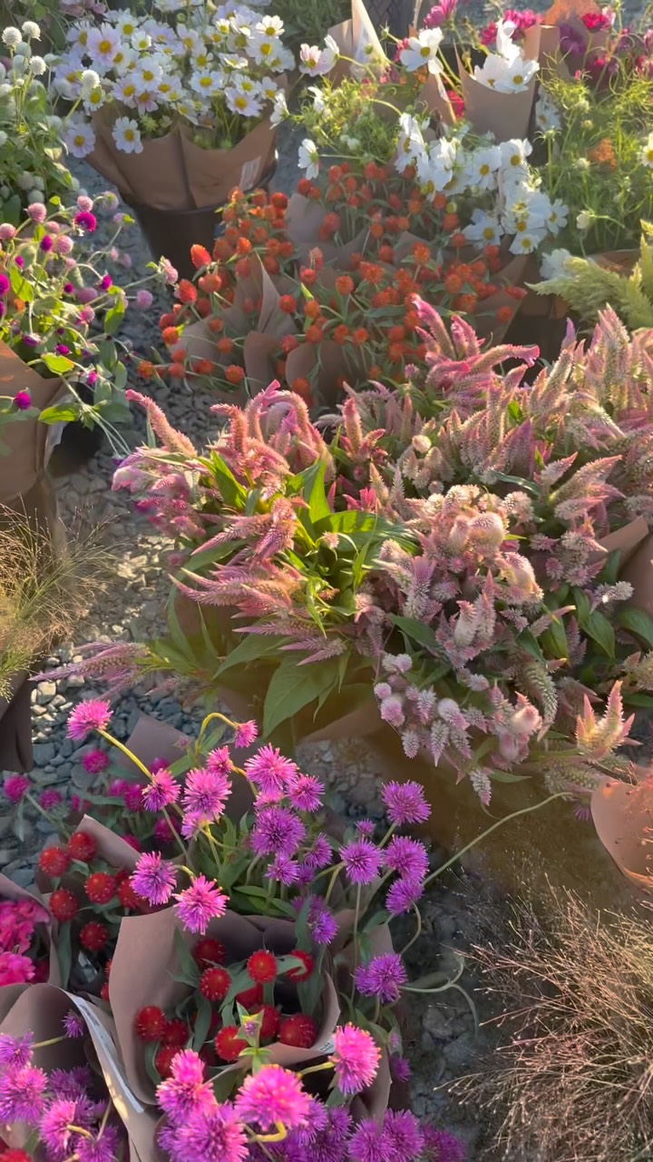 Lots of beautiful flowers are in season now!