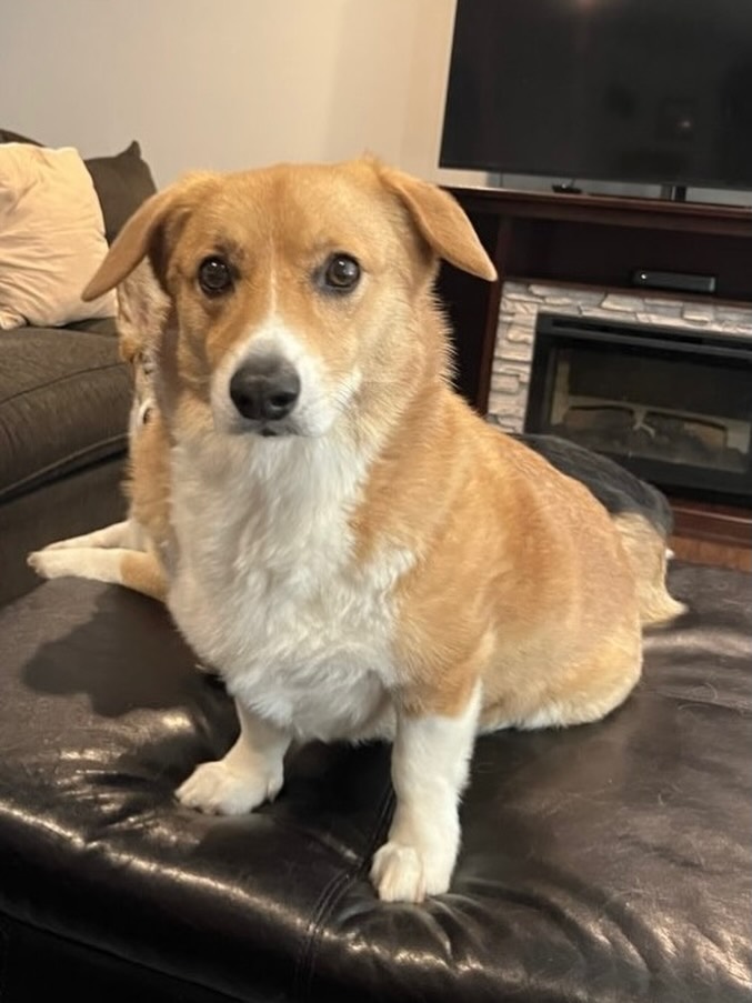 Itโs double digits for this handsome dude! Please help us wish a very happy 10th birthday to Cashew the Corgi!! ๐พ๐
#happybirthday #happyfriday