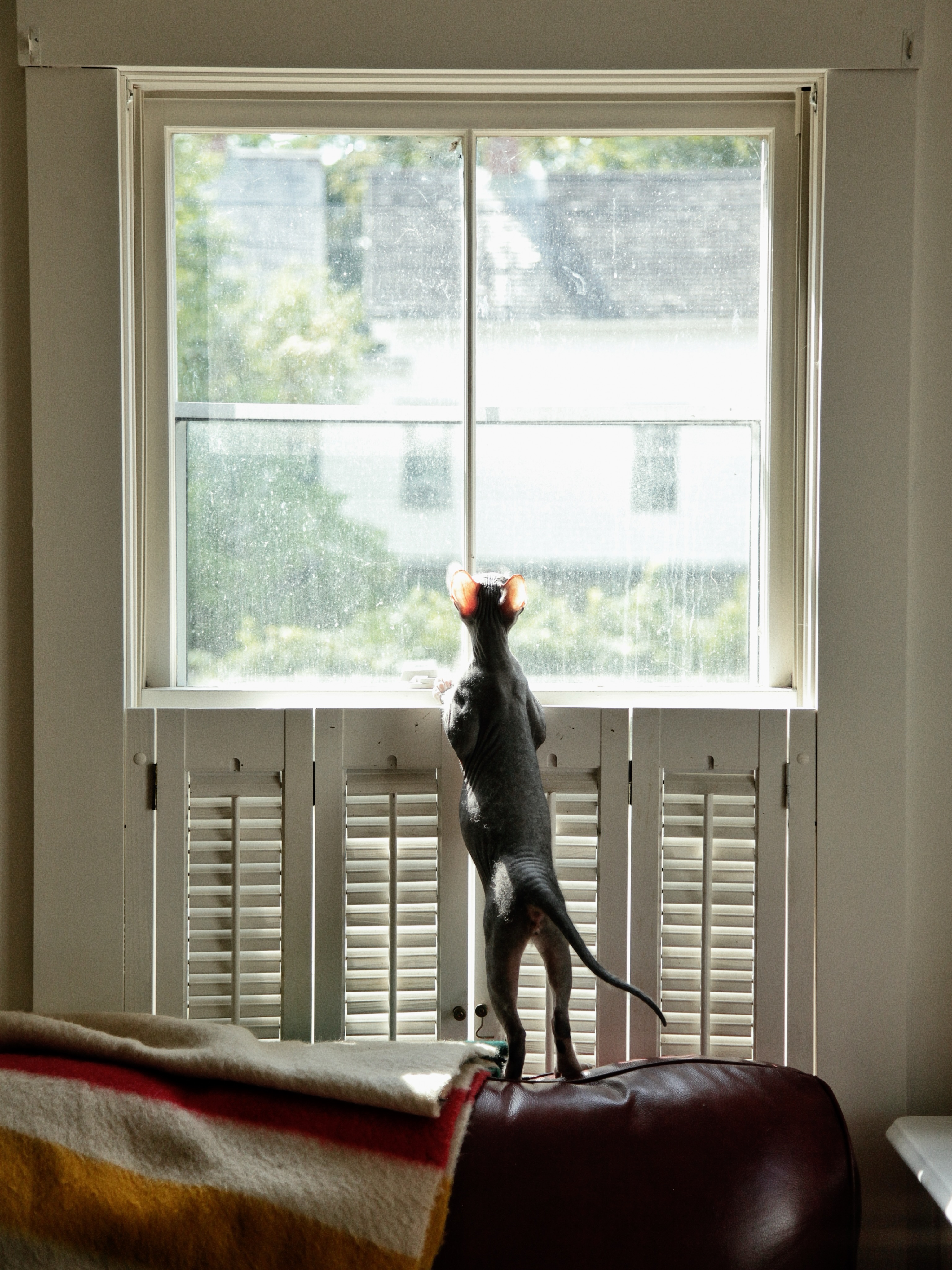When you hear something outside and suddenly become head of neighborhood surveillance. 👀🐾
#Donskoy #HairlessCat #CatLife #WindowWatcher #CatsOfInstagram