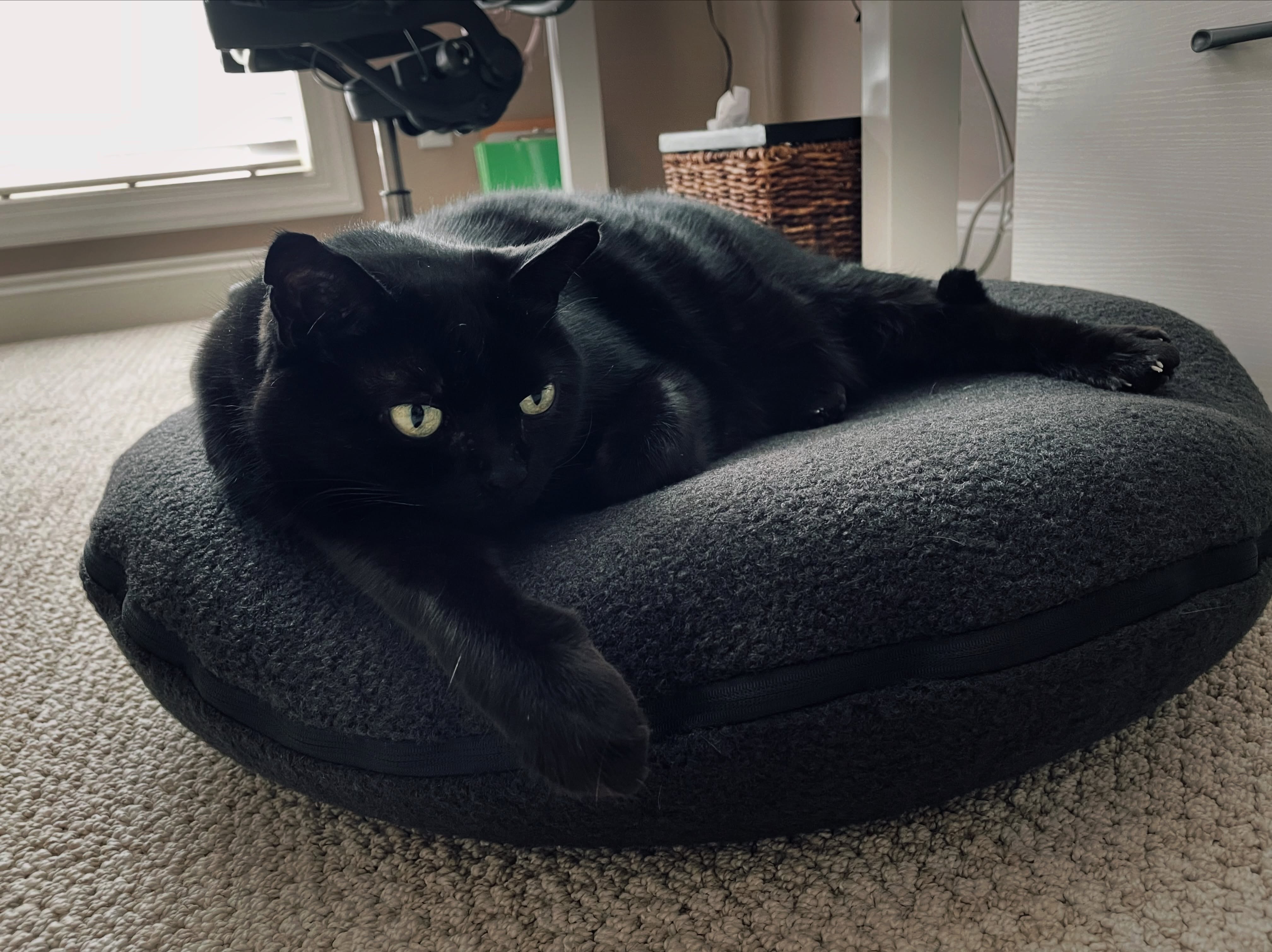 I couldn’t let Black Cat Appreciation Day go by without acknowledging my best girl. Here’s Raven enjoying her @kneadcats therapeutic bed. She’ll be nine years old next month.