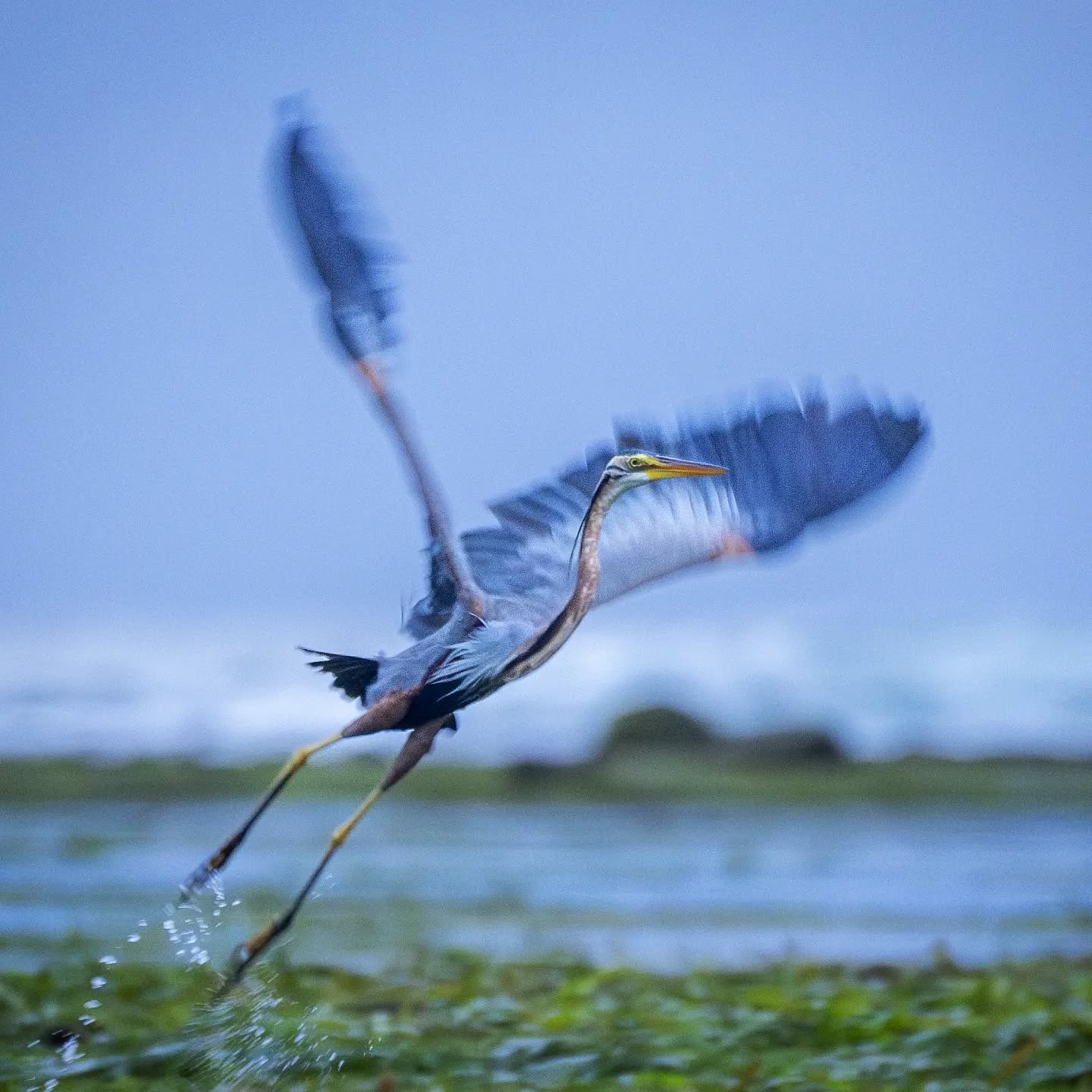 Purple heron in the early dawn at Nusa Dua beach , Bali
#birdsofasia #nikonaasia #birds #bali