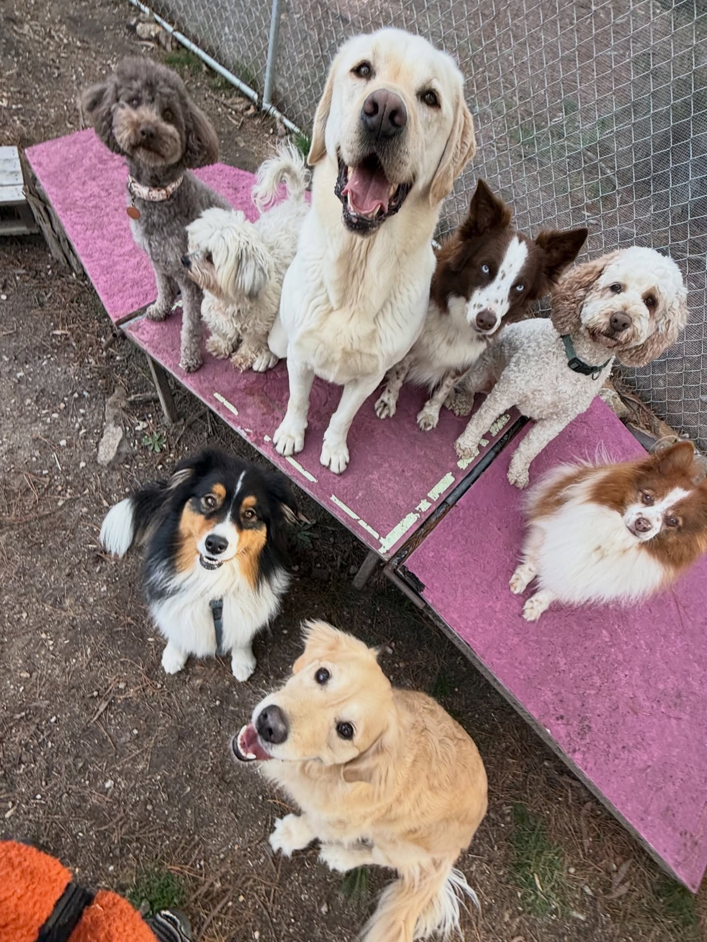 There ware the ones the figured that treats were scored and there are the ones that missed out. And a few photo bombers in between 😂
#DogBoarding #PetResort #DogHotel #DogLovers #HappyDogs