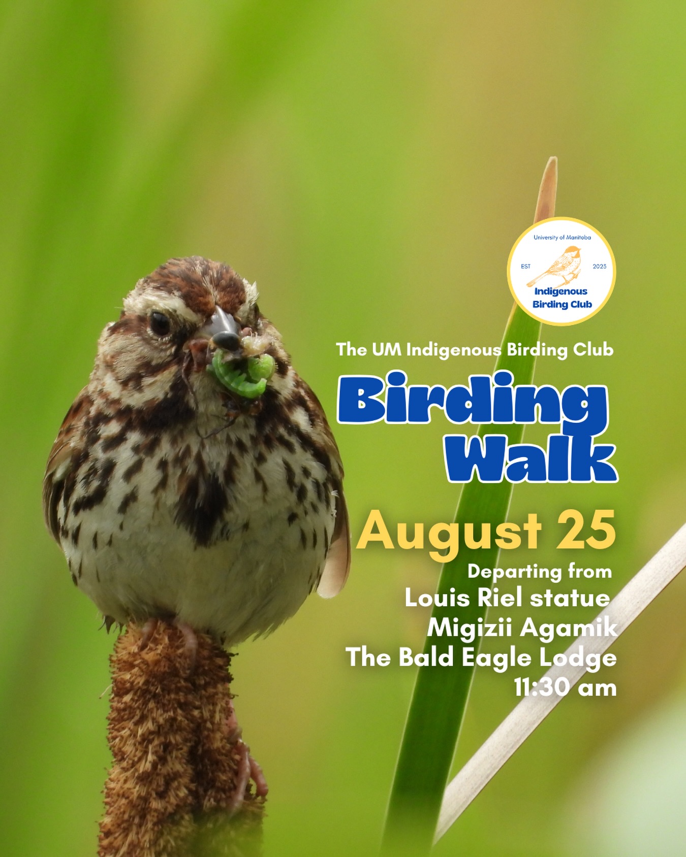 Our next walk is on August 25!
Join us for a relaxed, 1.5-hour birding walk that begins at Migizii Agamik – Bald Eagle Lodge. We will gather at 11:20 a.m. by the Louis Riel statue, with the walk starting promptly at 11:30 a.m. The walk will take us to King’s Park, or another nearby location, at a leisurely pace, allowing us to enjoy our feathered relatives in the green spaces on and near campus.
These walks are open to BIPOC (Black, Indigenous, and People of Colour) folks and allies who share our belief that birding is for everyone, regardless of experience. Whether you’re new to birding or a seasoned enthusiast, we welcome you to join. Just dress for the weather and be sure to bring sunscreen and water. If you don’t have your own binoculars, we have some available to borrow.
Our walks are an opportunity to connect with nature, build community, and learn from one another in a relaxed and supportive environment. Feel free to participate at your own pace, there’s no need to stay with the group the entire time, and you’re welcome to come and go as you please.
Accessibility Information:
The walk covers a variety of paths, including pavement, grass, dirt, and gravel, with mostly flat terrain and a few gentle slopes.
Washrooms are available approximately halfway along the walk.
If you need assistance or have specific accessibility requirements, please let us know in advance so we can do our best to accommodate you.
Parking:
Please note there is NO free parking on campus M-F from 8:30 a.m. to 4:30 p.m. Parking is available in the Parkade and at metered spaces for a fee.
We look forward to seeing you there!
📷: @justinleerasmussen
@umindigenous