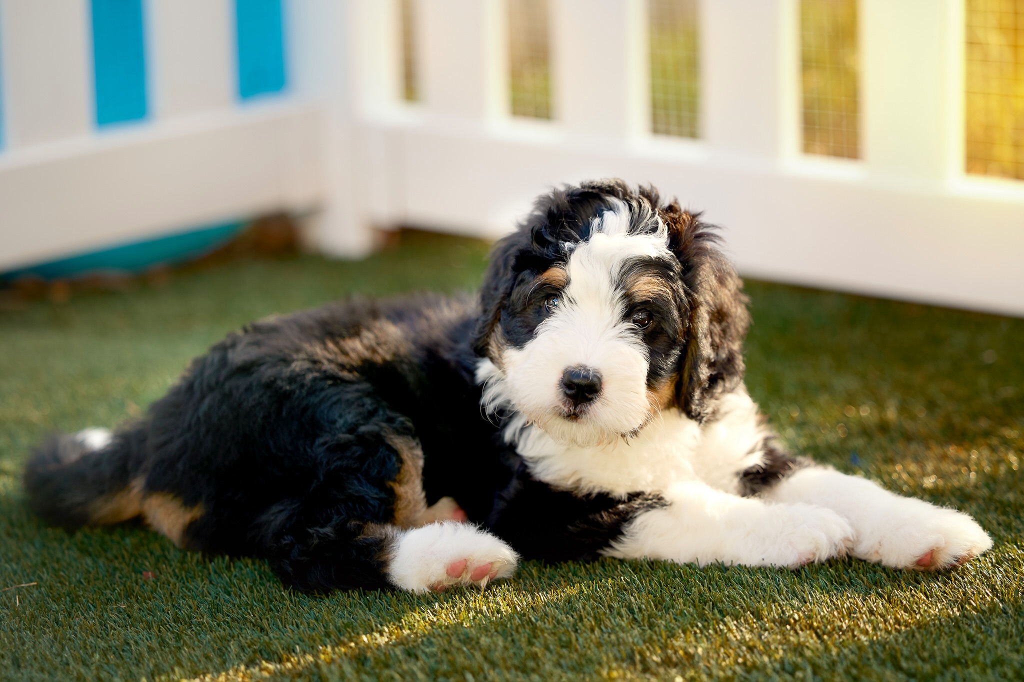 You bring your puppy home and suddenly think… ummm, is this even the same puppy?! 😂
The playful puppy you met is suddenly quiet and unsure. Or the sweet, calm little angel you brought home has apparently discovered caffeine. 😜
Sound familiar?
Here’s the thing… there’s a reason for it. And it might not be what you think.
Those first few days home can tell us a LOT about what’s going on inside that little puppy brain — and understanding it can completely change the way you respond to some of those new behaviors.
I just shared a new blog post about what’s really happening when your puppy first comes home, what you might see as they begin to settle in, and a few things that may surprise you.
Already brought your puppy home and wondering, “Where did MY puppy go?” 😂 This one’s for you.
Bringing one home soon? You’ll definitely want to read this one BEFORE go-home day.
LINK IN BIO —> BLOG PAGE