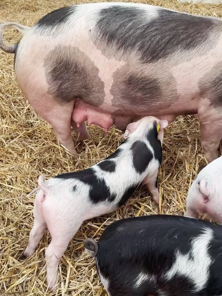 Ab morgen könnt ihr endlich unsere süßen Ferkel besuchen. Sie erwarten euch in der großen Halle. Auch wenn sie noch so klein und niedlich sind, bitte zu ihrem und eurem Schutz nicht streicheln oder füttern🙏
Fotos: @sandradra2018