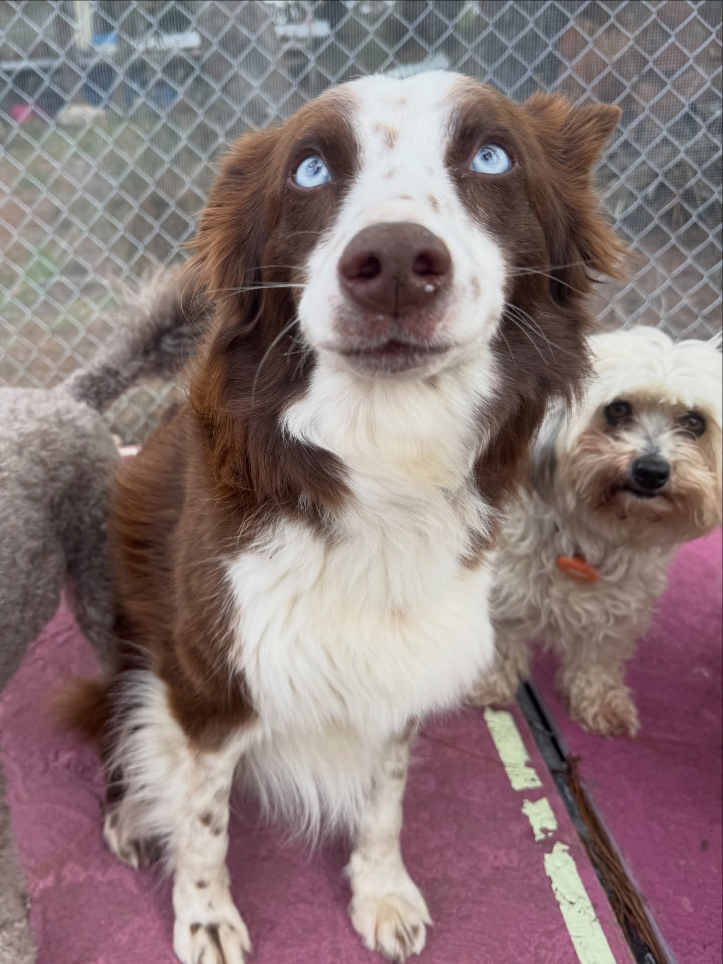 Treats were scored, play dates were held, and friends were made … a good day here at the resort
#DogBoarding #PetResort #DogHotel #DogLovers #HappyDogs