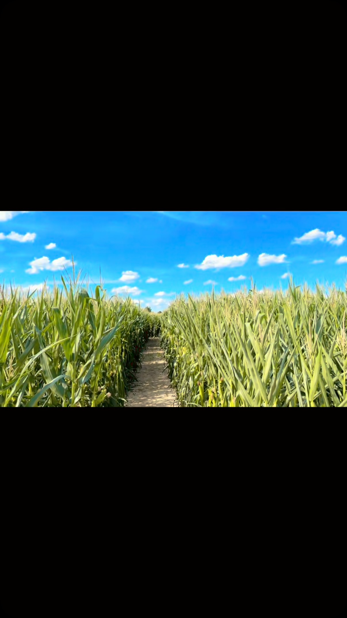 Getting the corn maze paths cleaned up! FYI: If you get really lost, you can walk off the path in any direction to get out!
#RedWagonFarmNJ #MonroeTownshipNJ #NJFarm #NJFall #CornMaze