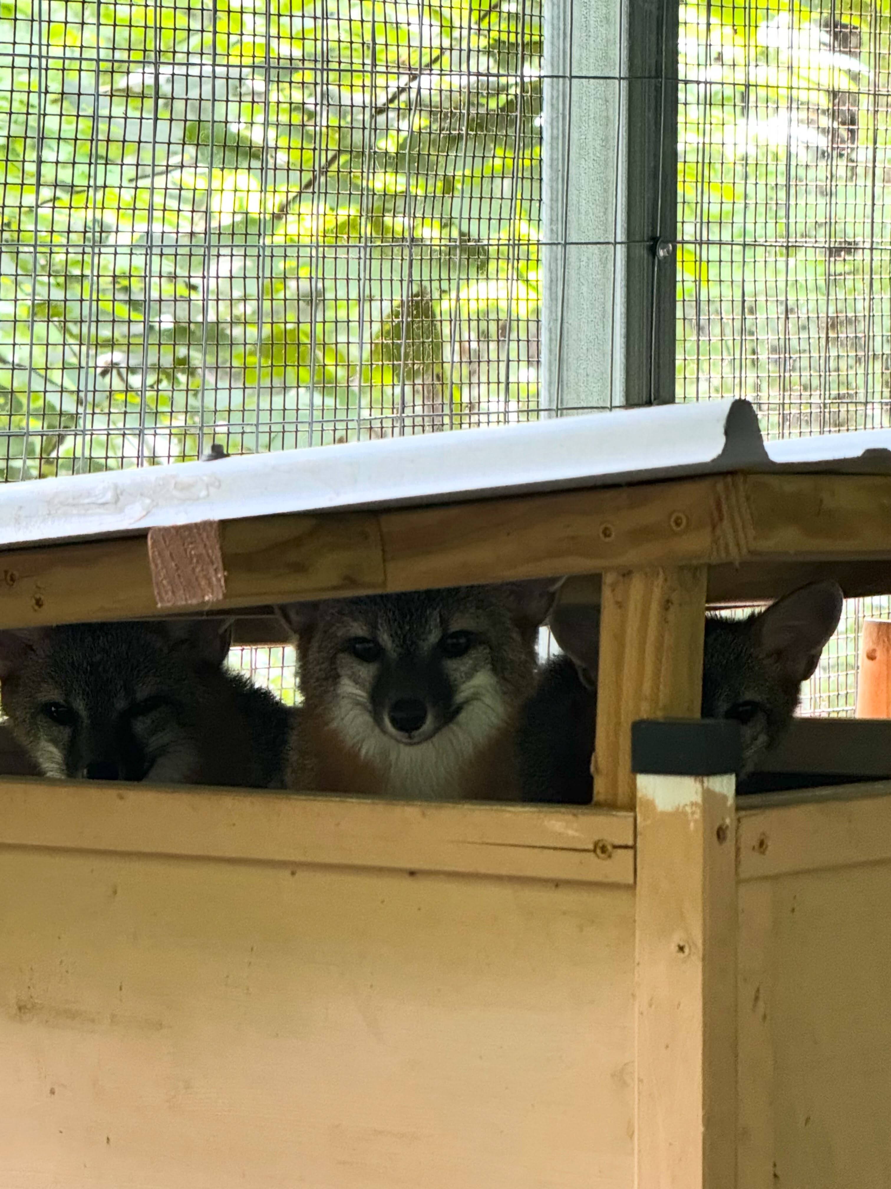 Our three female gray fox siblings were released back into the wild! They came to us as 200 gram tiny kits that were abandoned and alone for 3 days. The team worked very hard to pull them through and they grew into gorgeous and healthy fox! We are happy & honored to be able to give them a second chance at life!