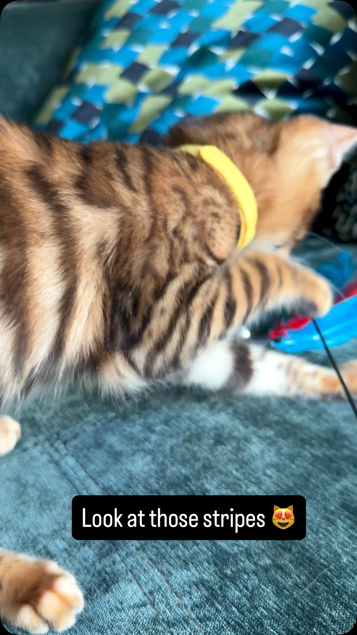 They are all so unique and beautiful 😻 #toyger #kitten #fyp #cat #kitty