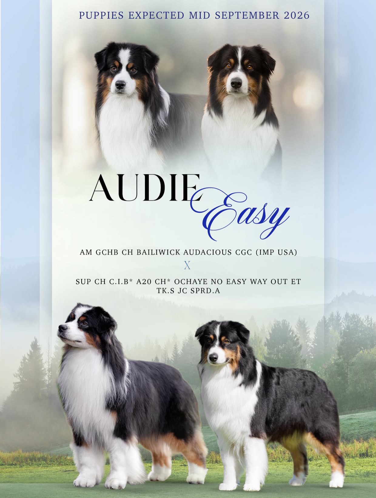 The wait is almost overโฆ and we couldnโt be more excited to announce that Audie & Easy are expecting an all-tri litter!
We are expecting black and red tri puppies due mid September.
This is a pairing we have been eagerly anticipating. Both Audie and Easy are incredibly loving, sweet-natured dogs who absolutely adore their people. They are the kind of dogs who want to be right by your side, and we are expecting their puppies to inherit that wonderful, affectionate nature.
We will have availability in this litter and welcome enquiries for companion, show or performance homes.
As always, our priority is finding the right puppy for the right family, based on temperament, structure, drive and lifestyle.
If youโve been waiting for an Ochaye puppy, weโd love to hear from you. Send us a message or email ochayeenquiries@gmail.com to introduce yourself and tell us a little about what youโre looking for.
We canโt wait to meet these much-anticipated little tri babies.