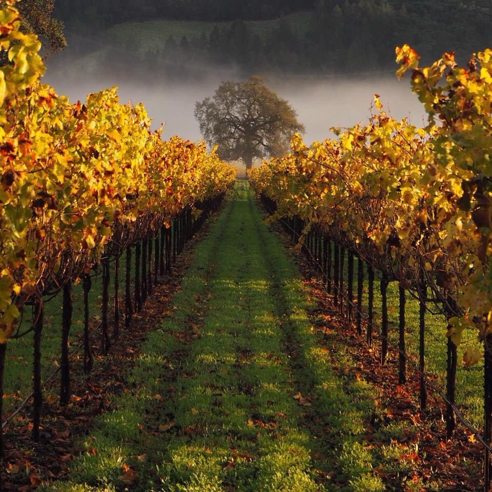 Harvest is underway throughout Wine Country, and it’s my favorite time of year. Soon the vineyards will begin their spectacular color shift, the rolling hills will take on their golden autumn glow, and the sights and scents of harvest just feel like home.
This weekend also marks Harvest STOMP, the annual event presented by @napagrowers raising important funds to support advocacy, environmental stewardship, and educational opportunities for the farmworkers and their families who are so essential to our wine community.
Wishing all of our hardworking wine industry friends and neighbors a beautiful and successful harvest season.
What are your favorite Sonoma and Napa tasting rooms to visit? Tag a favorite winery in the comments - and then come visit. Let’s show them some love! 🍇♥️
#WineCountryHarvest #SonomaCounty #NapaValley #HarvestSeason #SupportLocalWineries