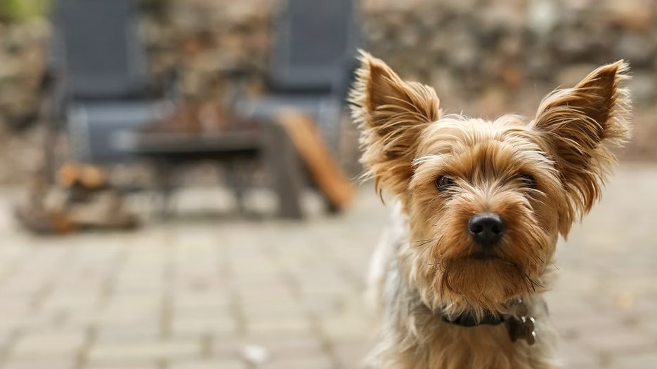 Why are some dogs scared of BBQ's?
I came across this recently and it is certainly one of the more unusual cases I have seen. After some digging online, I have seen a few people reporting the same. In my case, the problem started with a neighbour’s BBQ which was out of sight from the dog. Here I discuss why and the differentials that can be considered.
To understand why a smell alone can trigger a fear response, it helps to understand just how differently dogs experience scent. Dogs have somewhere in the region of 100 million to 300 million olfactory receptors, and the portion of a dog's brain devoted to processing smell is estimated to be around 40 times larger than ours.
A barbecue isn't a single meat smell to a dog. It is a mix of rendered fat, scorched protein, charring sugars, smoke particulates, gas or charcoal fumes, marinade and spice compounds. If something in that cloud becomes associated with discomfort or threat, the dog isn't just reacting to meat. It may be reacting to one specific, identifiable compound within an otherwise pleasant smell. Which is part of why some dogs are fine with chicken or beef on the grill but panic specifically at lamb, which in my client’s case was the trigger and met with barking, hackles raised, nose in the air, and fence running, this was in response to the neighbours BBQ.
There appears to be a link with Lamb in these stories, far more than beef, pork, or chicken. Nobody has definitively proven why, but a few theories are consistent with what we know about dogs and scent:
Read here...
https://www.problempetsolutions.co.uk/single-post/why-are-some-dogs-scared-of-the-bbq-when-most-associate-it-with-something-fantastic
#dogbehaviour #dogbehaviourist #clinicalanimalbehaviourist #dogs
#Yorkshireterrier