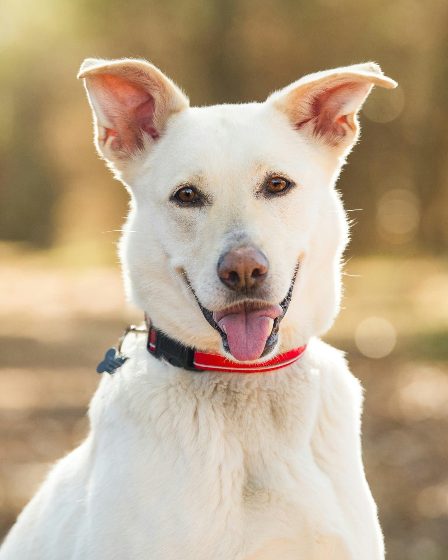 For more than two decades, Daniel & Friends has been redefining what successful adoption looks like. 🦴
@danielandfriendsrescue is a local rescue committed to rescuing dogs in rural, open-intake shelters and giving them the individualized care they deserve before matching them with their forever families. Named after a beloved dog whose compassionate spirit inspired the organization, it aims to transform lives, one adoption at a time.
Learn more in our latest issue or through the link in bio.
