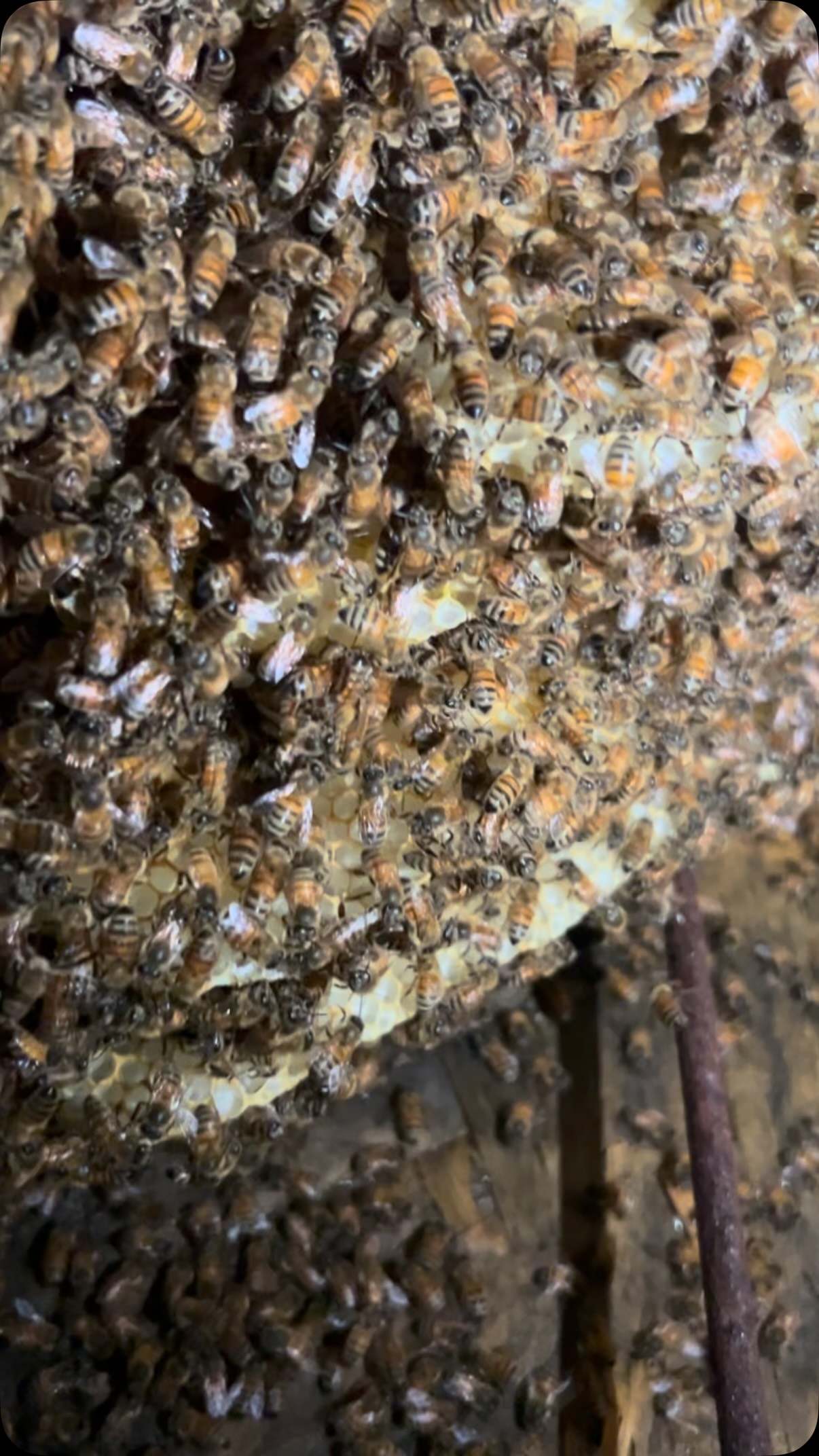 #savethebees🐝 #livebeeremoval #tennessee #nashville #honey