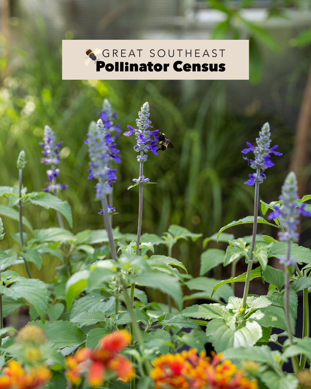 The who, what, when, where, and why of the Great Southeast Pollinator Census is on the blog! 🐝 Join the count this Friday and Saturday (August 21st and 22nd) to help collect important data on your local pollinator population.
Count in your garden at home with friends and neighbors. Count with your kids while teaching them about the importance of insects. Or come count at Meeting Green in the pollinator section with our team. We'll have supplies printed at the shop for customers to use!
Click the link in our bio to listen to our chat last year about the census with Amy Dabbs, South Carolina census coordinator, and learn more.