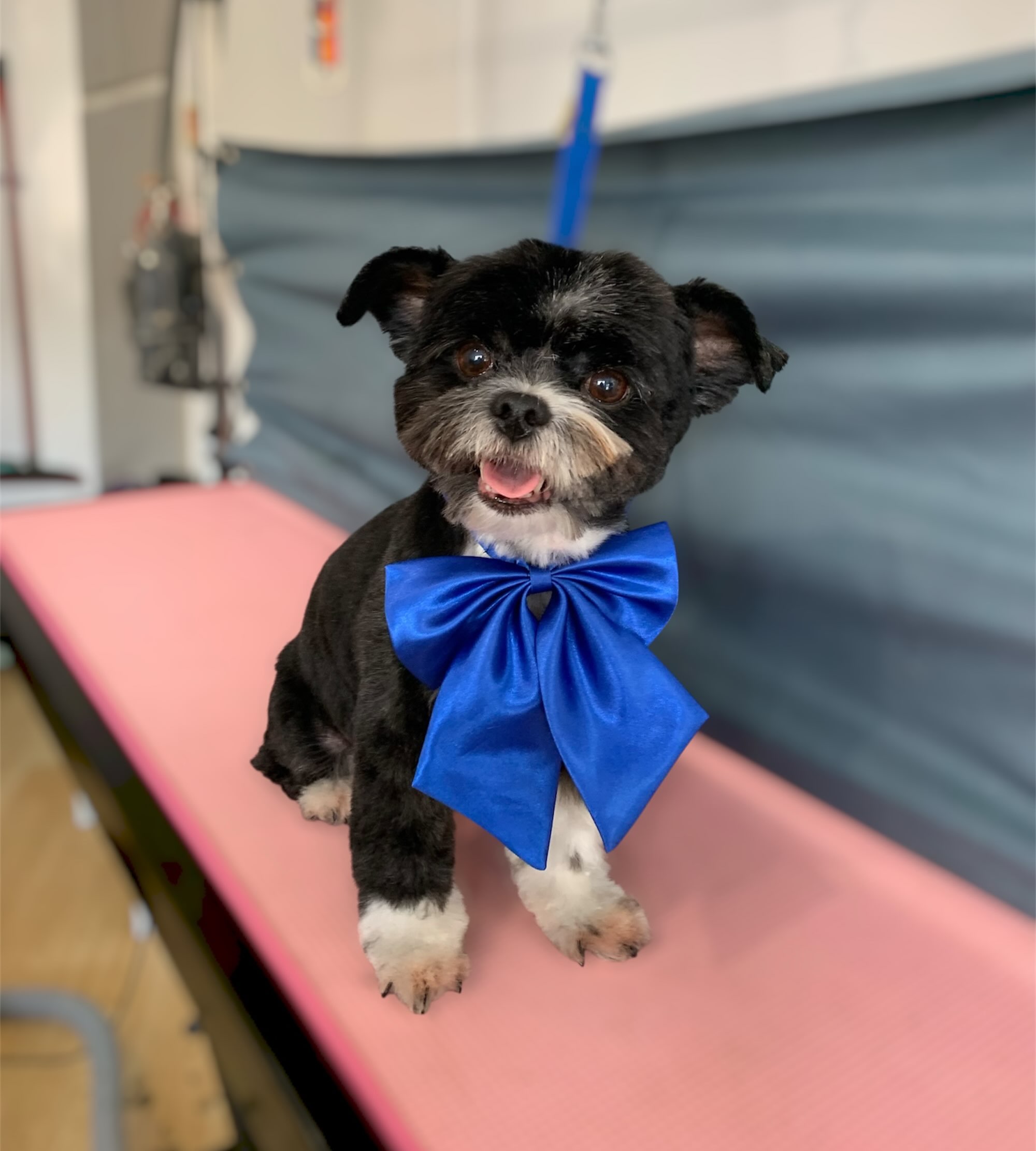 Little Ted
#shihtzu #pom #leeds #otley #yeadon