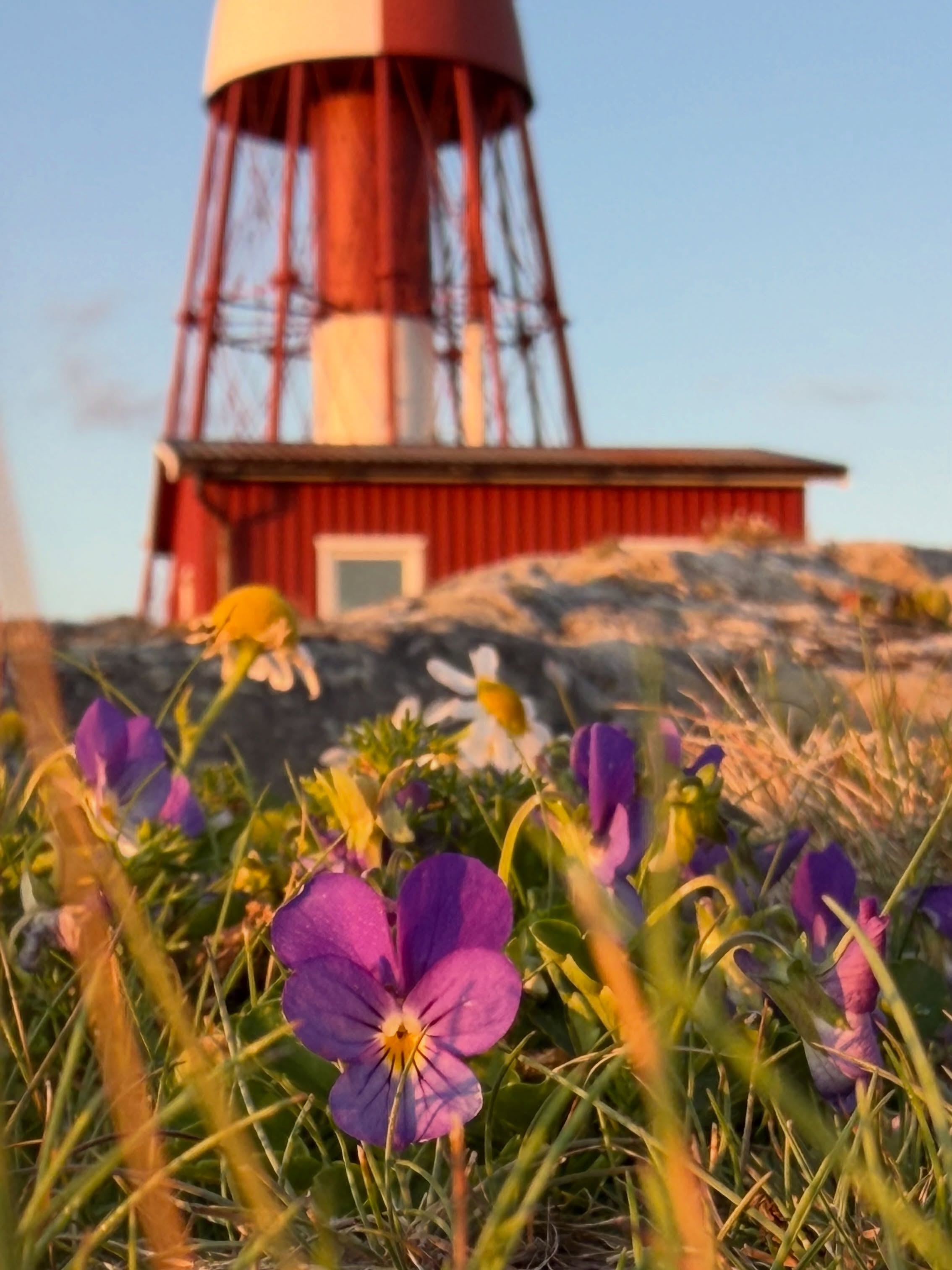 Hur ska jag kunna välja? Styvmorsviol på Måseskär 💜💛
#måseskär #världensvackrasteskärgård #bohuslän #käringön