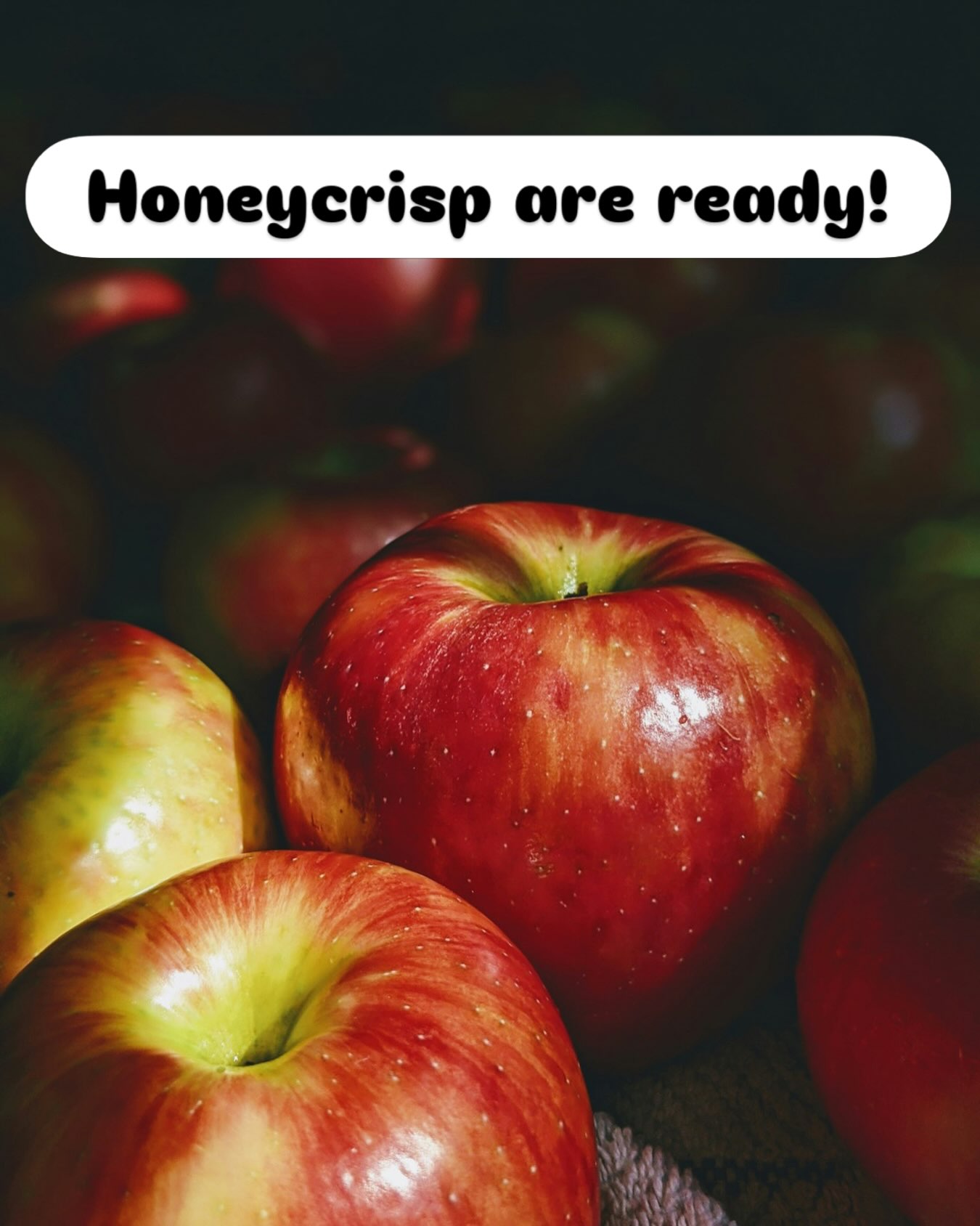 Yeah! We’ve started picking our Honeycrisp this year! They are definitely ripening faster than normal so we’re a few weeks earlier than usual with this delicious crisp and juicy variety.
Orchard hours
Thursday-Fri 10-5
Sat-Sun 10-4