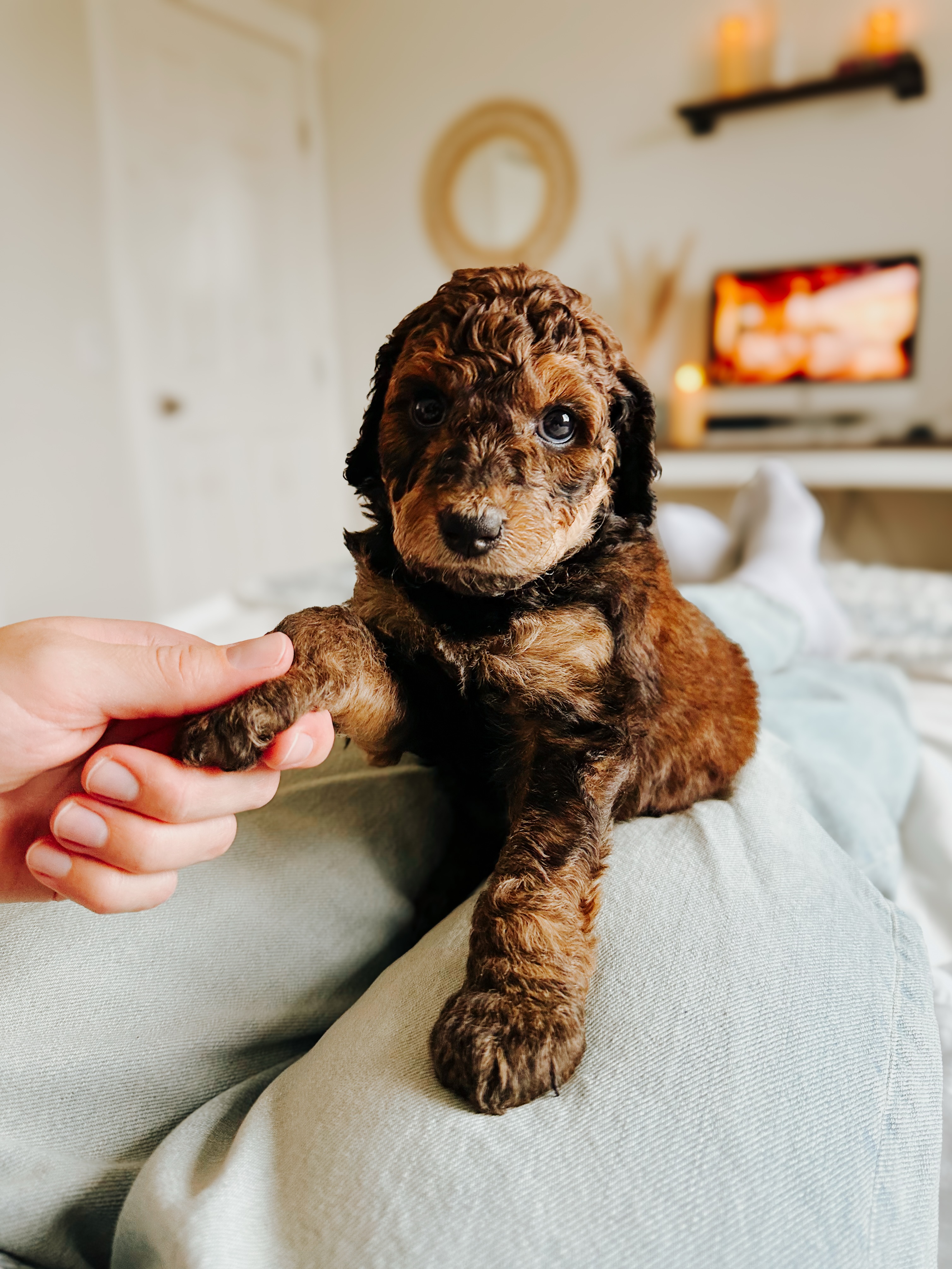“Hate when I go to someone else’s house & they don’t have a dog.
Why do you even have a house?”
I’m sorry but…inquiring minds want to know 😂🤭
••••••••••••
🏡 Homing: September 5th
🐾 Double Doodles (Mini)
🇨🇦 Calgary, Alberta
💌 Availability is limited! Apply (and learn more about our process + pups) at RockyLegendDoodles.com