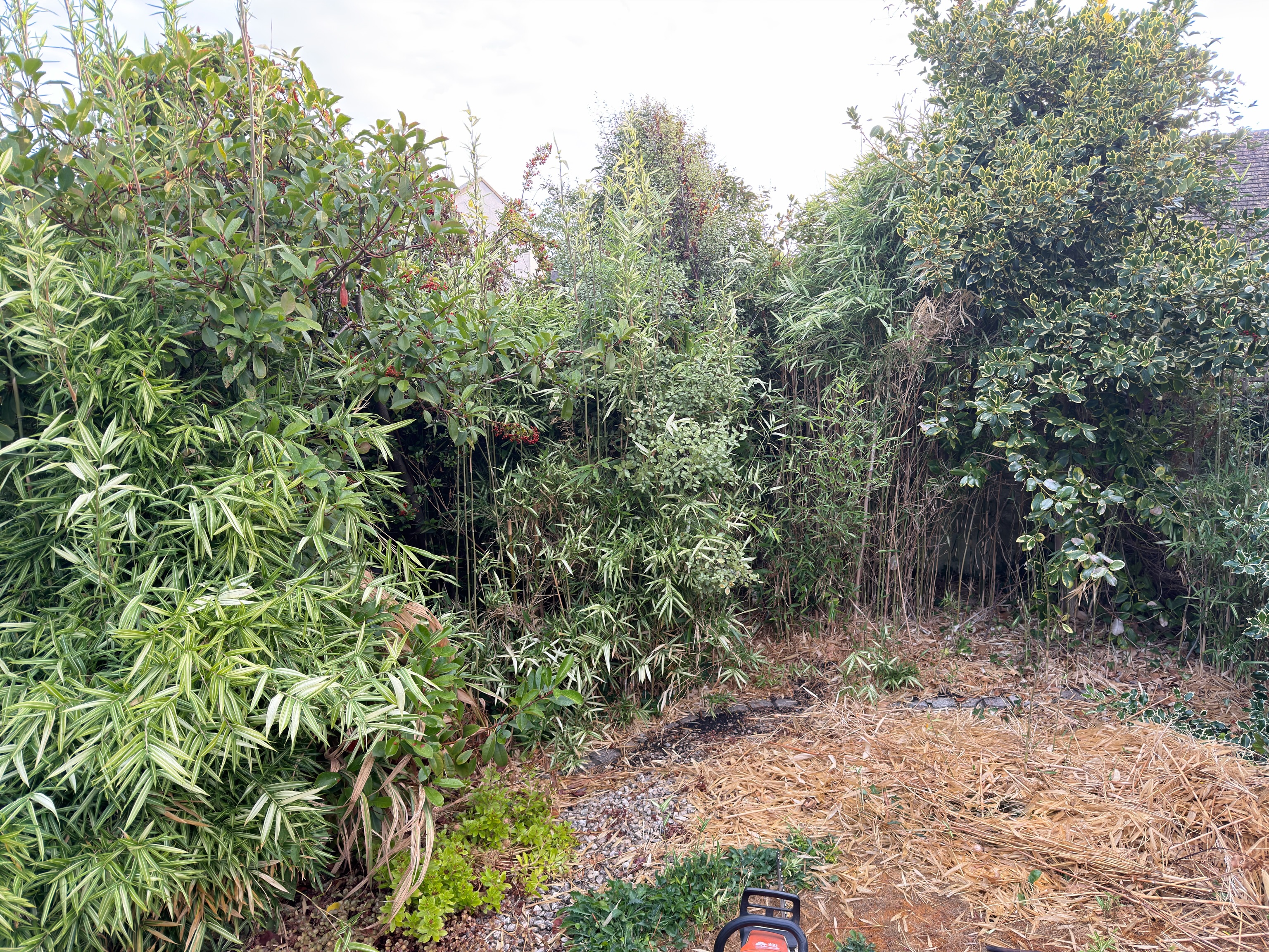 🌿 Bamboo BE GONE! 😮💪
Before, During & After 📸
Today’s job was all about tackling a serious bamboo invasion! 🎋🌱
The customer wanted all of the bamboo removed from their garden, so our team got stuck in and carefully cleared it all out, taking down the growth and working through the dense root system to reclaim the space. 💪✂️
Once the bamboo was removed, we finished the job with stump grinding, grinding down the remaining bamboo stumps and as much of the root material as we could access to leave the area ready for its next chapter. 👌🌿
Bamboo can be incredibly vigorous and, if left unchecked, can quickly spread into surrounding areas — so removing it properly is the key to getting the garden back under control.
It was a tough job, but another garden successfully reclaimed! 🙌🏡
Now the customer has a clean slate and can start thinking about what comes next for this part of the garden. 🌱✨
Need help with overgrown bamboo, invasive plants or unwanted stumps? Get in touch with the M.J.B Group team! 👇
M.J.B Group Ltd
Tree & Garden 🌳
📱 01225 - 941139
📧 info@mjbgroup.co.uk
💻 www.mjbgroup.co.uk
#BambooRemoval #StumpGrinding #GardenClearance #GardenMaintenance #wiltshirebusiness