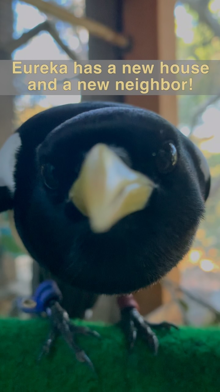📣 We have a new ambassador! It’s also a species that we’ve never had before!
We’ll have more on our newest ambassador in future posts!
❤️🩹 Our ever growing number of ambassadors and patients is one of the reasons that we are so excited about this new facility. Not only does it allow us to open up to the public, but it also provides the space for us to intake and care for more orphaned and injured wildlife, as well as the possibility to care for new species in the future.
🏡 WERC has operated on one acre of private property since it’s founding in 1993. It has been our home for decades, providing us with a consistent space to develop our care protocols and education programs. But in the last few years, we have seen an uptick in the numbers of orphaned and injured wildlife that come to our clinic door, including non-releasable patients.
🐦⬛Eureka, our yellow billed magpie, and the new raven are examples of some of the newer species that have found their way to WERC. Unfortunately, they are both non-releasable, so their home is now here at WERC. Corvids, which include ravens, jays, magpies, crows, and more, are incredibly intelligent species that need constantly shifting enrichment and that requires space. Fortunately, with our expansion, their new homes will be designed with the space for their specific needs!
🌳🏘️🌳WERC would not be what it is without our first home, but we have grown in the decades since our founding. We are ready to spread our wings and see what we can do on 5 acres of land! And we are so grateful that you are on the journey with us. We can’t do it without you!
#wildlife #magpie #raven #morganhill #gilroy