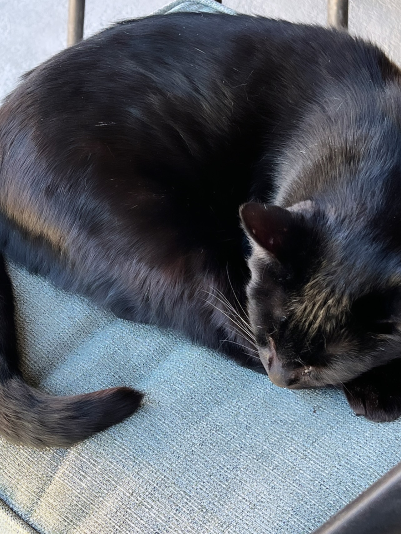 My Bagheera. I’ll miss you so much.
I have so much to say about the role you played in my life these past 15 years- in my spiritual awakening, as a protector, as an ally, as a witness to so many versions of me, as a healer, as a walking home, and as a friend when I was so alone.
But I can’t quite find the words today.
I have always and will always love you.
Thank you for choosing me. Thank you for being with me every day and bringing love into the most hopeless and loneliest places of my life.
I’ll see you when it’s my turn ♥️
Thank you times infinity.
I love you.