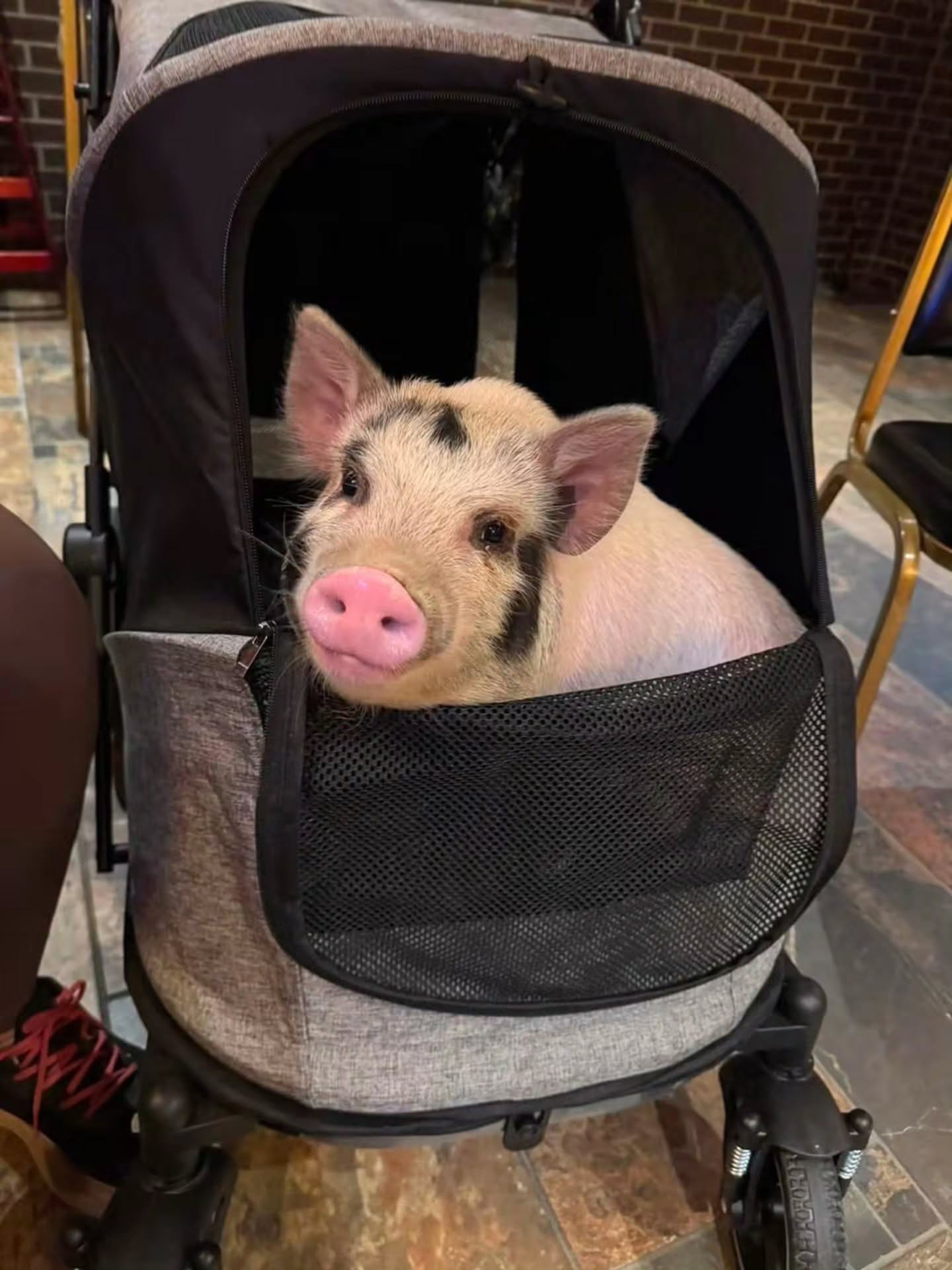Mary Jane was the absolutely cutest queen at our fundraiser yesterday. What a star! π€©
She is a shining example of the power of adoption. Her parents started as hoof trim clients. Since then, they adopted 3 pigs from us and are close friends of the rescue! Mary Jane is from the massive Operation Squeal City hoarding case, just one of over 80 pigs. She is lucky to have landed in such wonderful hands.
#adopt #piglet #pigsofinstagram #pigsaspets #minipig