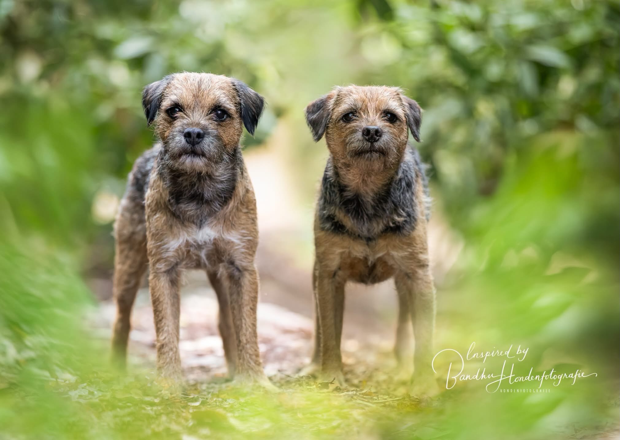 #borderterrierlove #borderterriers #jouwhondopdefoto #dogcases.nl #borderterriercute