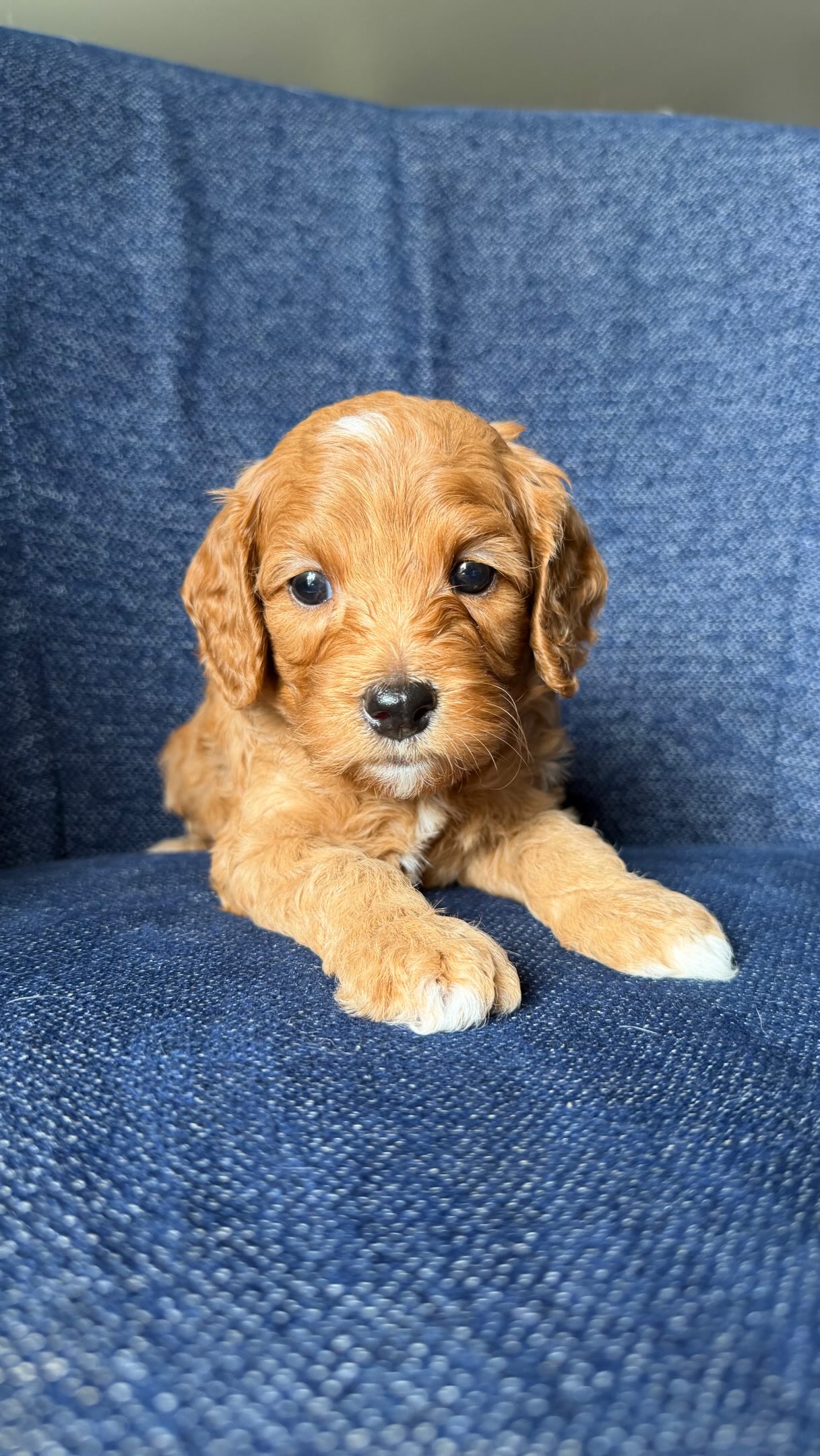 Lady Liberty (the Cavapoo!) #cavapoo #puppies #puppypawscolorado #doodlepuppy #cavapoopuppy