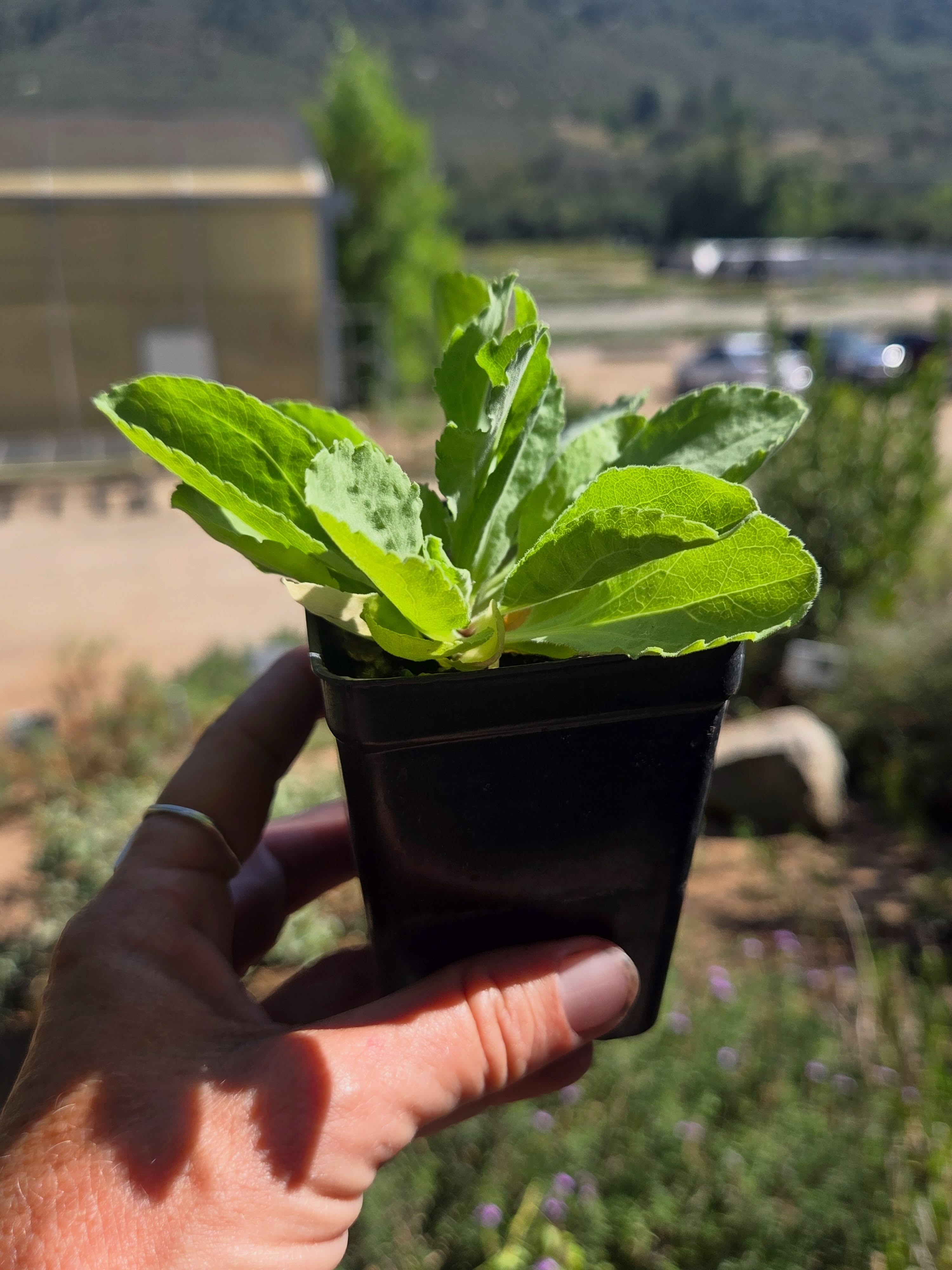 🌱 Start your native garden from the beginning.
Our 3-inch plants are young, fresh, and ready to grow alongside your garden. They’re a great choice for smaller spaces, garden beds, or anyone who wants to watch their native landscape take shape over time.
Check out our Moosa Creek online shop and get your favorite California native plants delivered straight from our nursery to your doorstep in 3-pack, 6-pack, 32-plant tray. Plus, we’re now offering our native cacti and succulents in 4” and 6” round containers, making it even easier to bring California natives home.
Link in bio, or visit moosacreek.shop
#moosacreek #moosacreekshop #californianativeplants #nativeplants #shopsmall