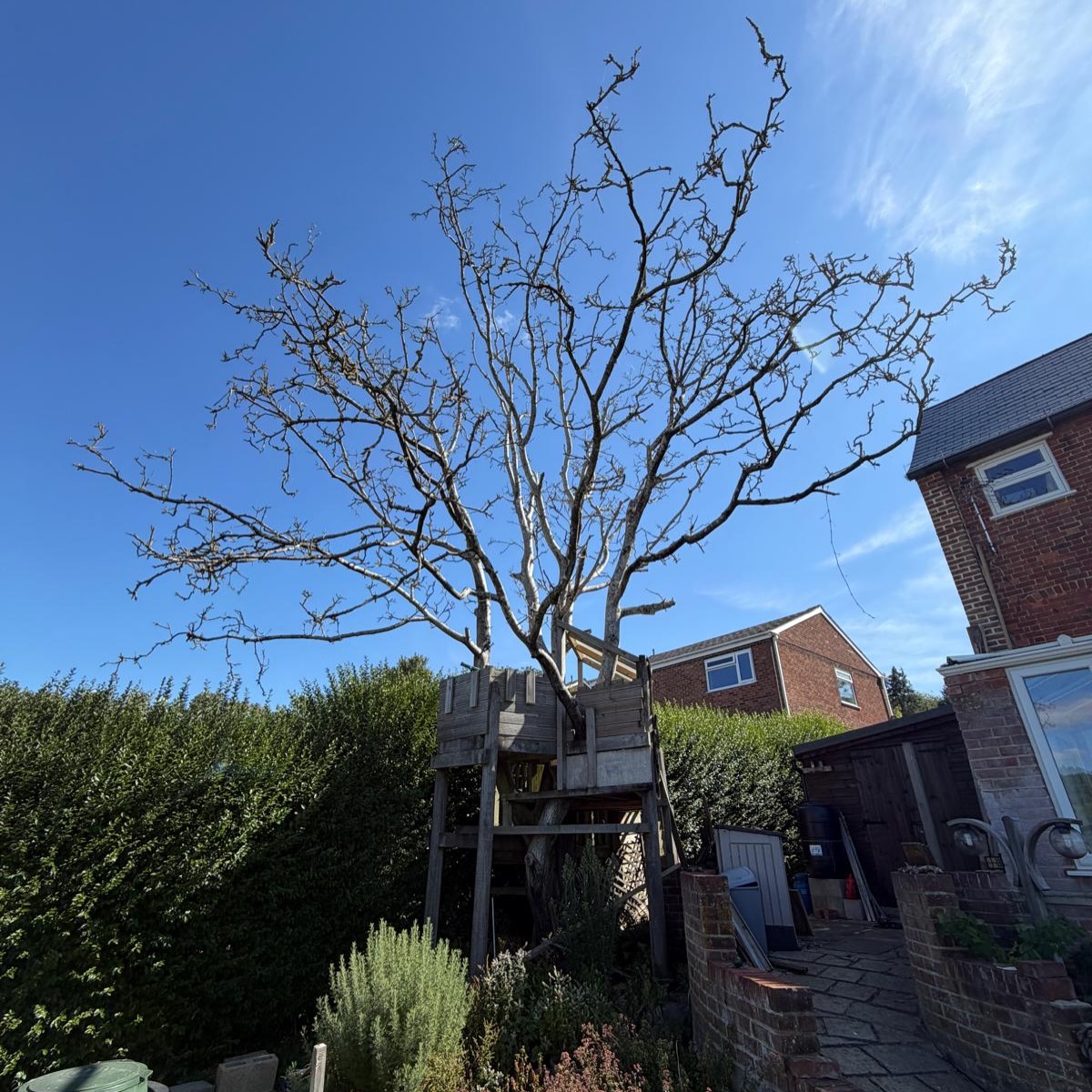 🌳 Crispy, very dead Walnut tree safely removed! 💪🌳
Another challenging job completed by the M.J.B Group team 👌
This Walnut tree had sadly become completely dead and was no longer safe to leave standing, so our team carefully dismantled and removed it piece by piece, making sure the surrounding garden and property were protected throughout the job. 🪵⚠️
One of the biggest challenges was working around the existing tree house 🏡🌳 — but with careful planning, controlled cutting and plenty of precision, we managed to safely remove the entire tree without damaging the tree house! 👌🙌
All the timber was then processed down into manageable logs, leaving the site clear, tidy and safe again. 🪵🔥
A great example of why professional tree work isn’t just about cutting a tree down — it’s about planning, safety, precision and protecting everything around it. 💚
Another job safely completed by M.J.B Group Ltd – Tree & Garden 🌿
📱 01225 - 941139
📧 info@mjbgroup.co.uk
💻 www.mjbgroup.co.uk
#TreeRemoval #TreeWork #TreeSurgery #WalnutTree #WiltshireBusiness
