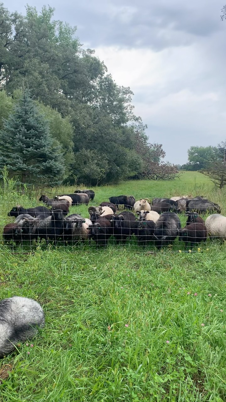 I lost a ewe last night. It wasn’t entirely unexpected, but that never softens the blow. Death is a part of the journey as much as Birth. I remember her birth clearly. Her first wobbly steps, her black grey twin, her striking spots and large birthweight. I can recall my excitement tangibly. I can remember her quiet pride in her lambs & her soft nature.
I kept my tears in check until Birna, my polled feldfe ewe, bred for Gotland-like sheen, saw us. I’d hoped to sneak the Kubota by the edge of the pastures & avoid attracting attention, but Birna’s big soulful eyes were watching me. She began to chase after us, calling to her deceased friend. I couldn’t outrun her. Birna’s baas were loud with confusion. They grew louder with distress.
She chased us to the gate & when I drew it closed quickly, barely stopping her from following, she gave me a long look & then proceeded to sound the alarm. Sheep came running. Her tribe responded immediately.
I sat for a few minutes, to let them watch their dead friend & smell the stench they didn’t understand. It was the only goodbye I could give them. I have seen sheep mourn, but this was an unusually high level of tribute. The ewe had been kind, quiet & obviously respected. 95% of the sheep who came to say goodbye were ewes. It was a powerful reminder that flocks, when allowed to, have strong social structures. Often held together by matriarchs who stay for approximately 8-12 years.
This fact doesn’t make shepherding easy. It makes it heartbreaking. It is hard on the heart & soul, but to pretend it doesn’t exist is far worse. For me, it is a reminder of how dear the sacrifice is to nourish our bodies with animal protein. A sacred sacrifice that humbles me everyday.
I always say a blessing when an animal leaves our farm, no matter the reason, or purpose. It’s become my mantra, & prayer. I interchange one word easily, it is meant to exclude no one:
“As you leave this farm, may the Universe/God guide & protect you. Making you strong, & keeping you from harm.”
Rest in peace my sweet ewe.
#icelandicsheep #shepherdess #homesteadlife